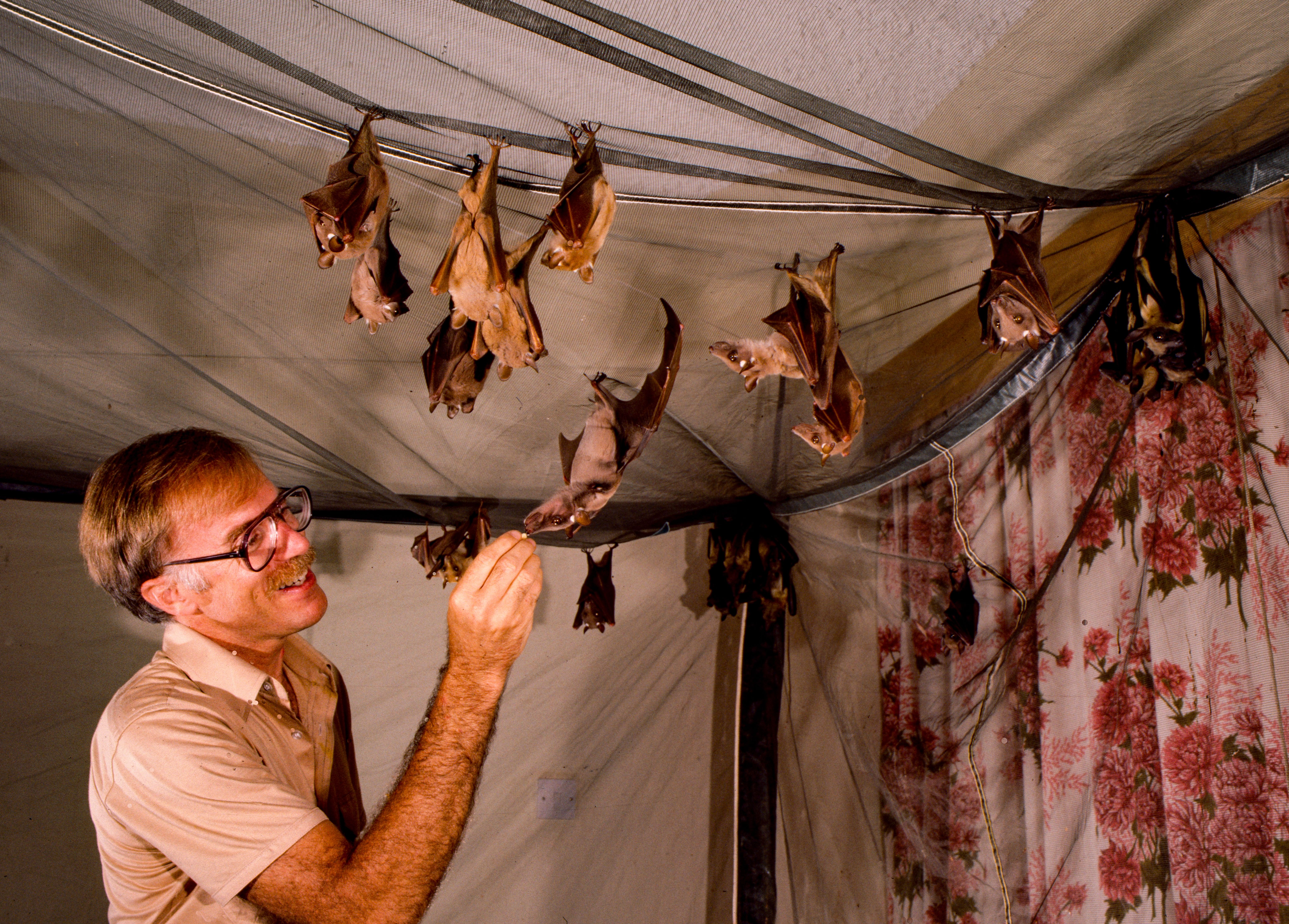 A man with glasses and a mustache, wearing a light shirt, admires bats hanging upside down from strings across a tent-like ceiling in a room with floral pink curtains.