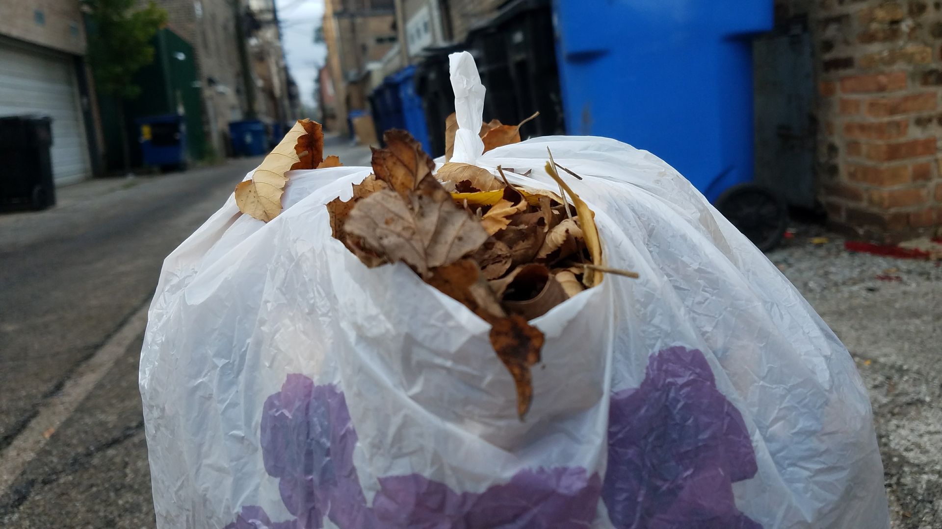 A garbage bag full of leaves. 