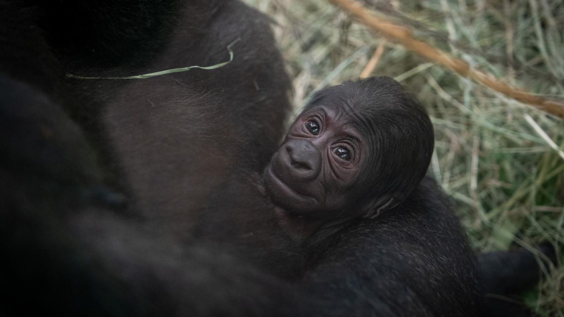 A baby gorilla in its mother's arms