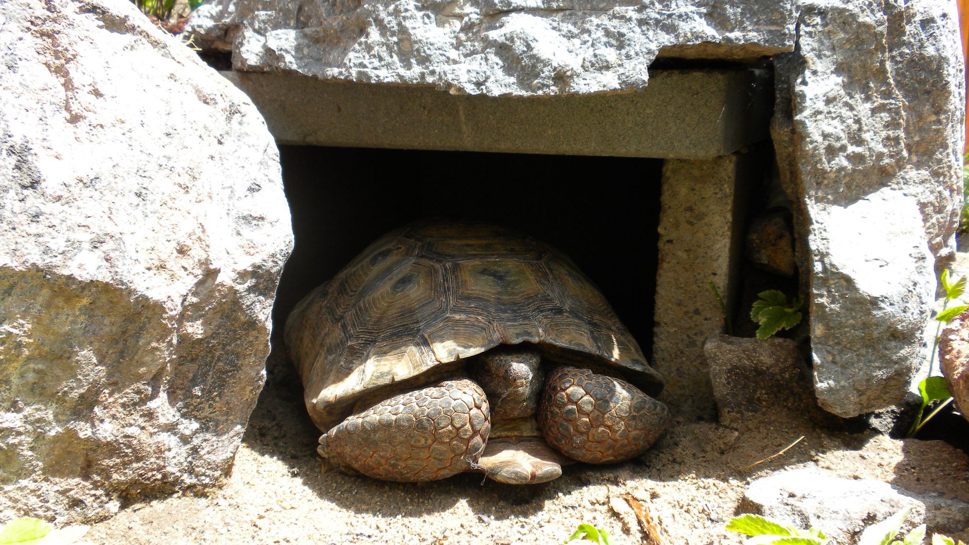 A tortoise in a stone and cement burrow.