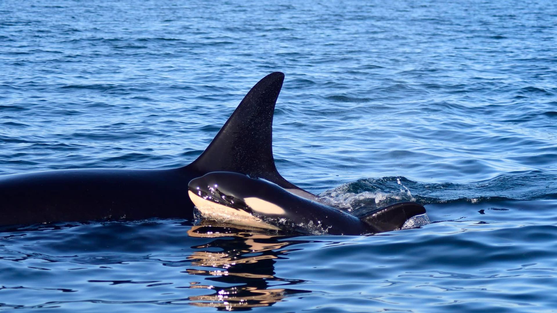 A photo of a brand new black and white baby orca swimming next to a bigger whale near Seattle. 