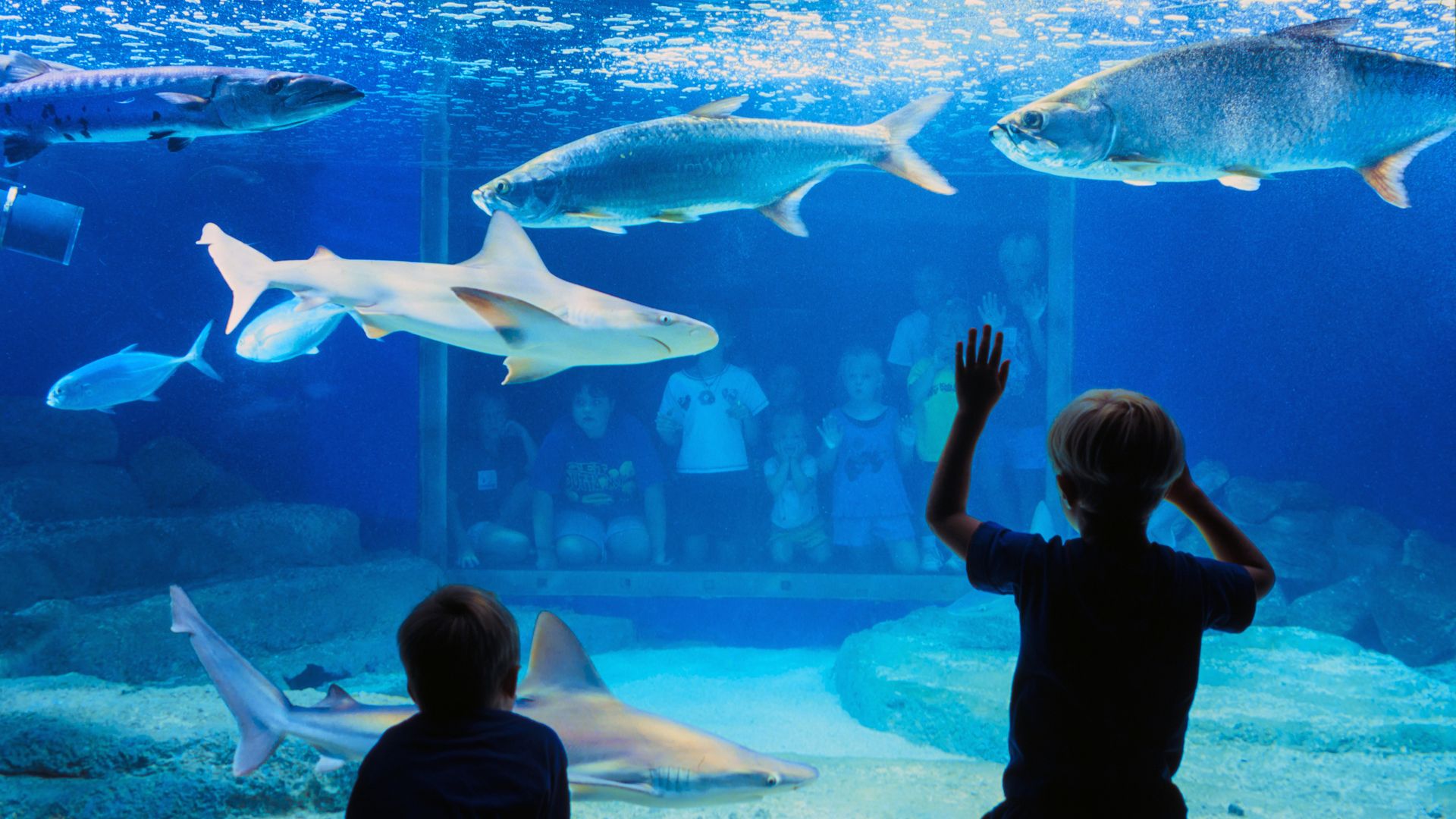 View of visitors, including many children, as they watch various fish in a tank at the Fort Fisher Aquarium, Kure Beach, North Carolina, 1997.