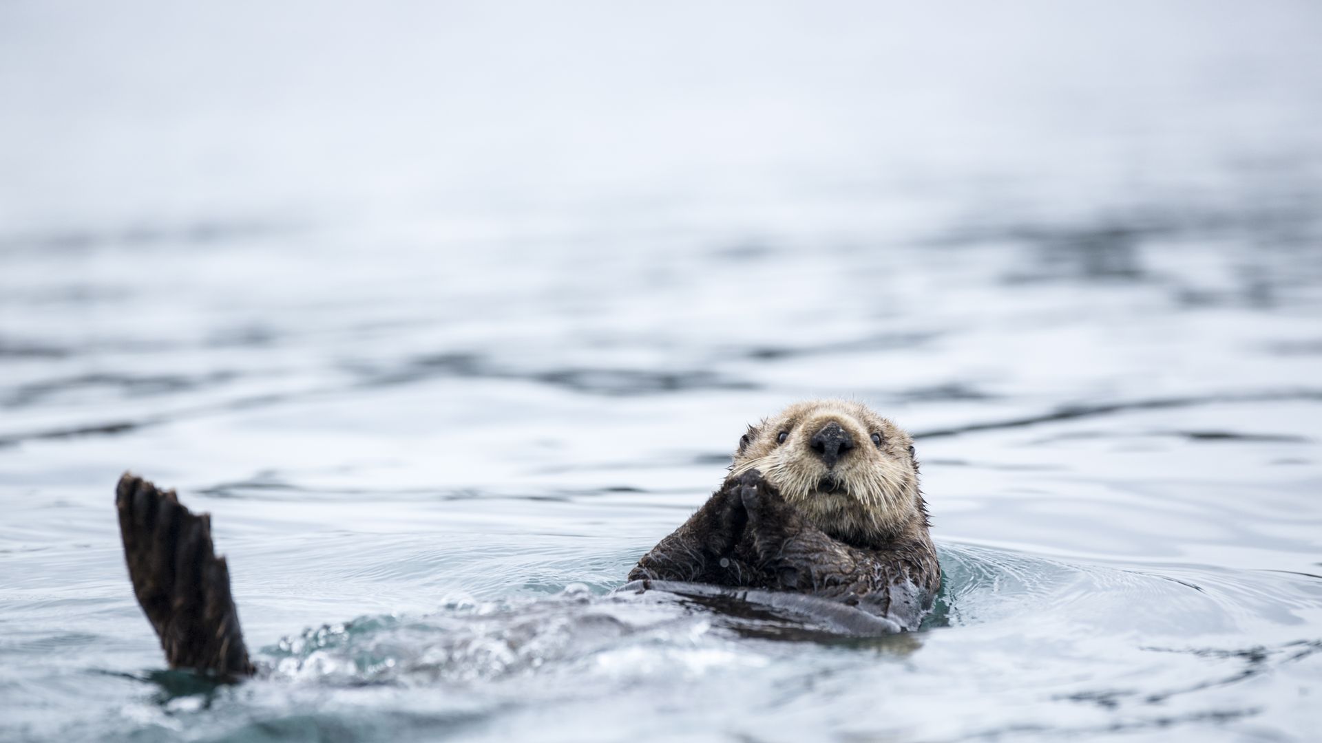 Close-up of a sea otter swimming in is back close to Homer, Alaska