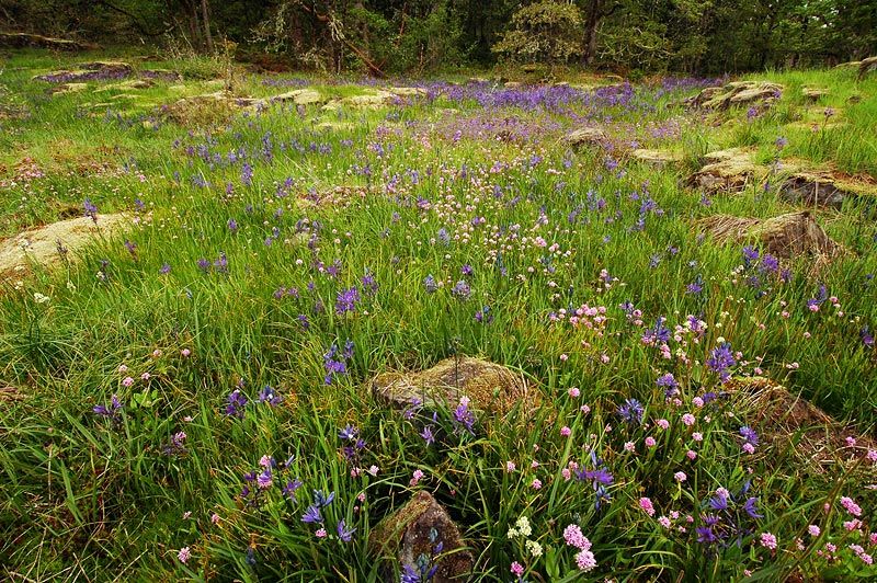 A meadow of purple, pink, yellow and white wildflowers break through patches of green grass and boulders.
