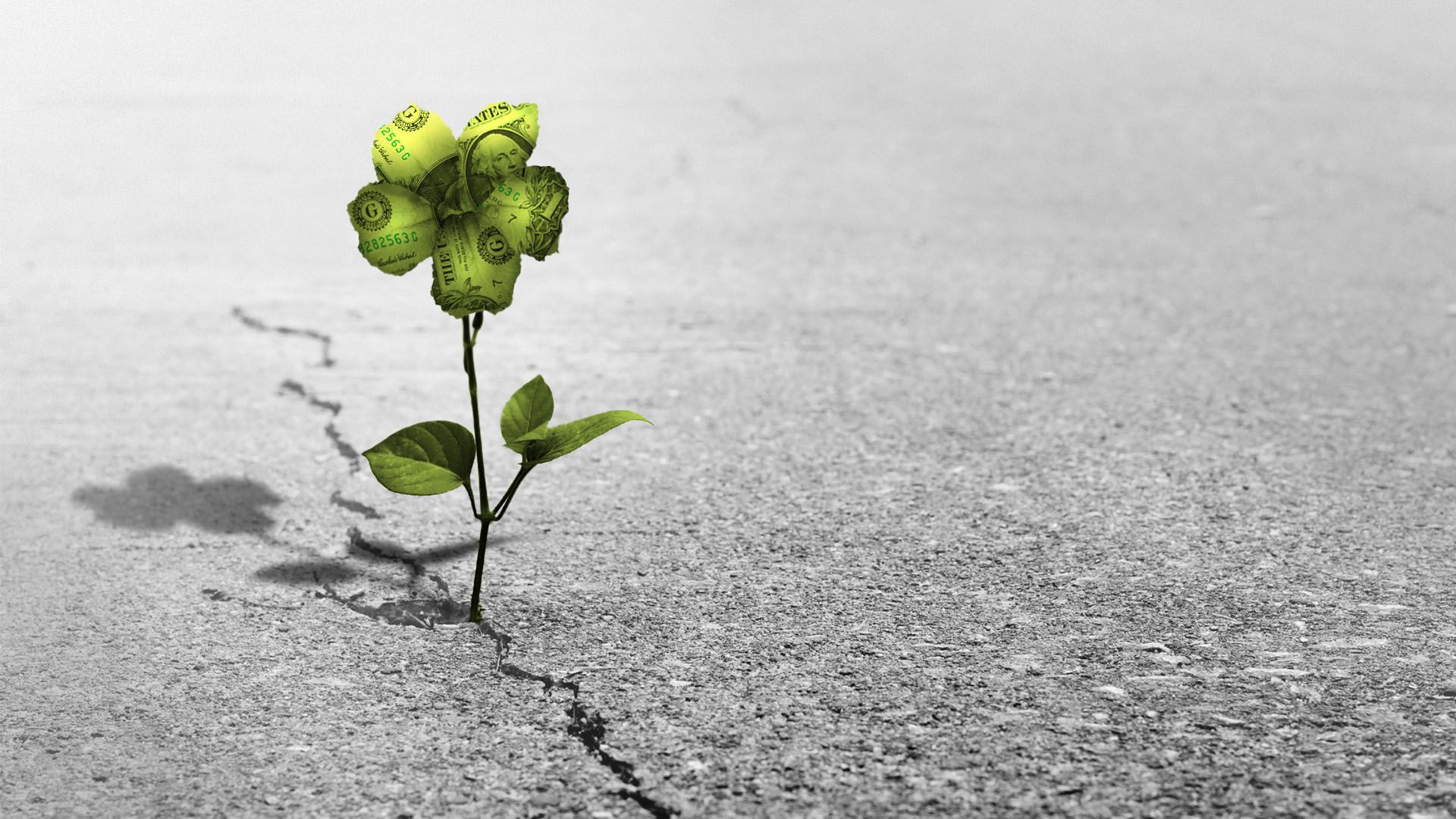 Illustration of a flower made out of dollar bills growing out of a crack in pavement