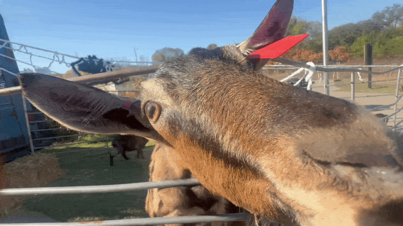 Close-up of a donkey's head with brown fur and a large ear, orange eye visible, in a sunny outdoor pen with metal fencing; a red object rests behind its head against a blue sky.