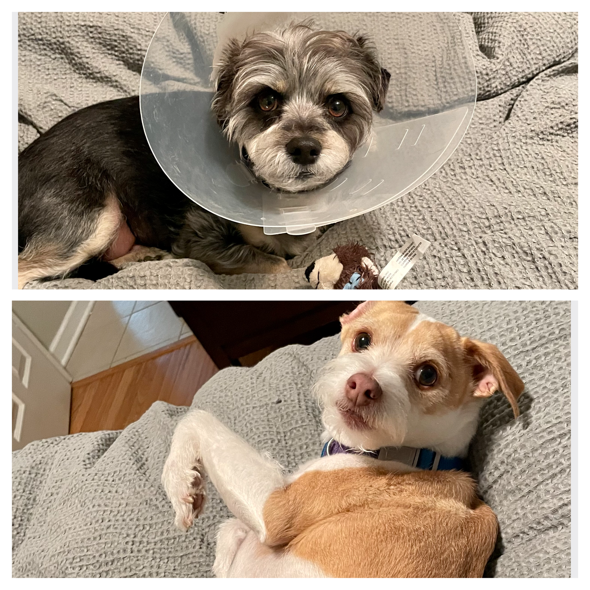 Photo of two dogs lying on couch, one with a cone around his neck. 