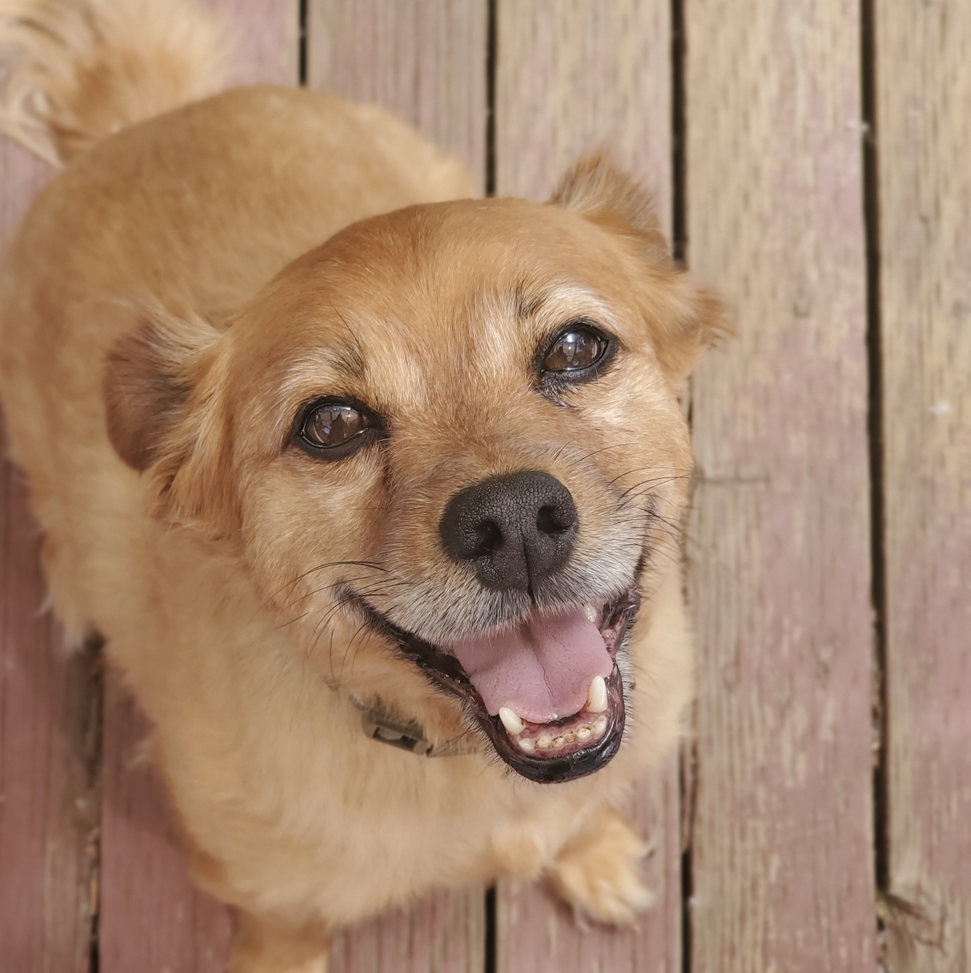 A photo of a chihuahua mix