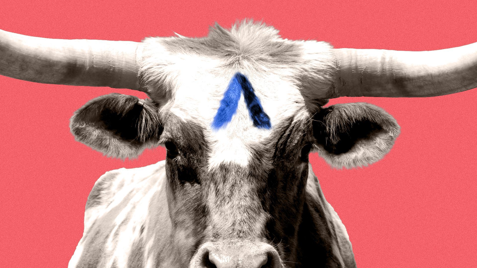 Illustration of a cow with a spot on its forehead in the shape of the Axios logo.