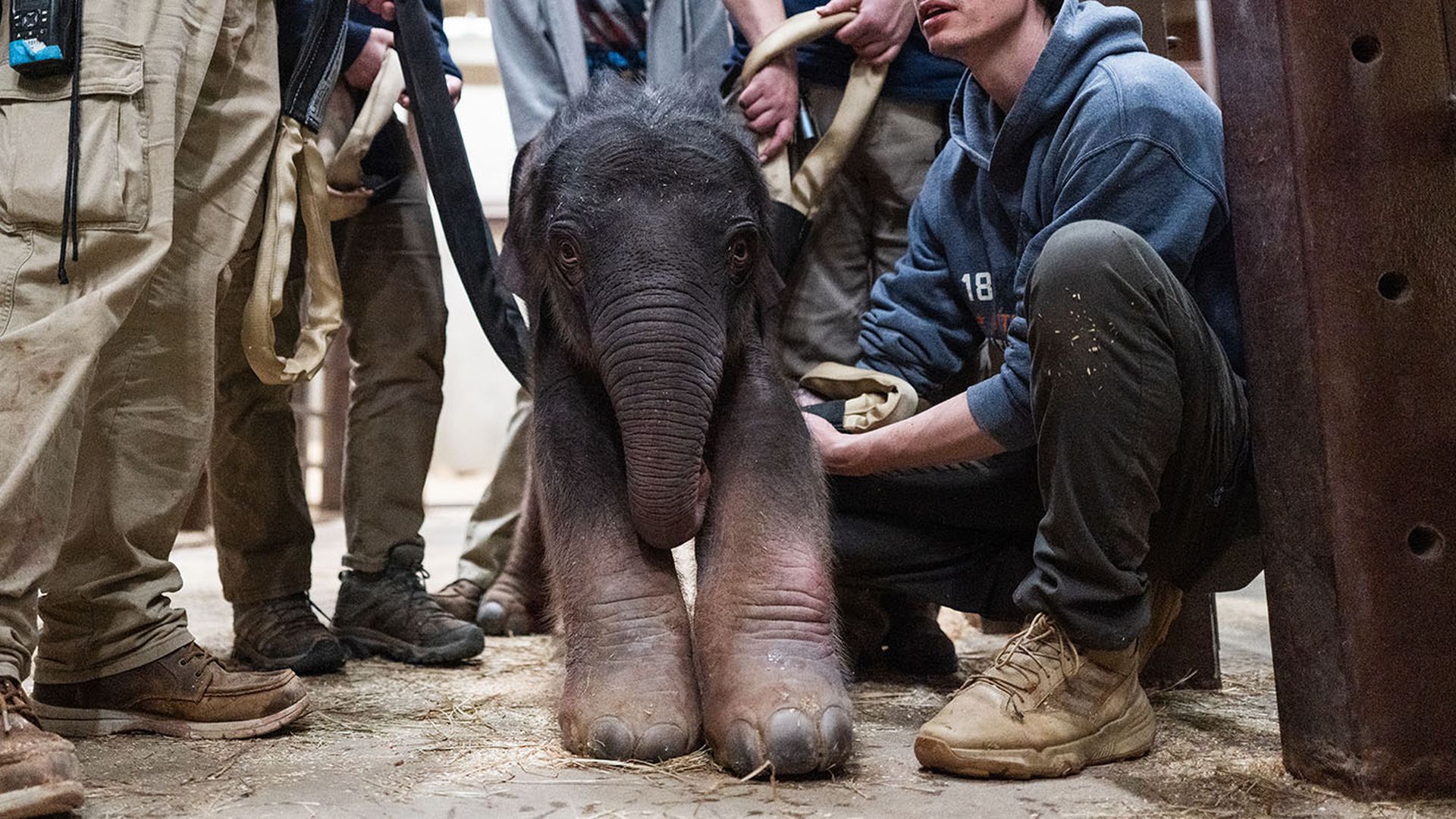 A group of caretakers wearing boots and casual clothes surround and handle a small, dark-skinned baby elephant inside a barn or enclosure.