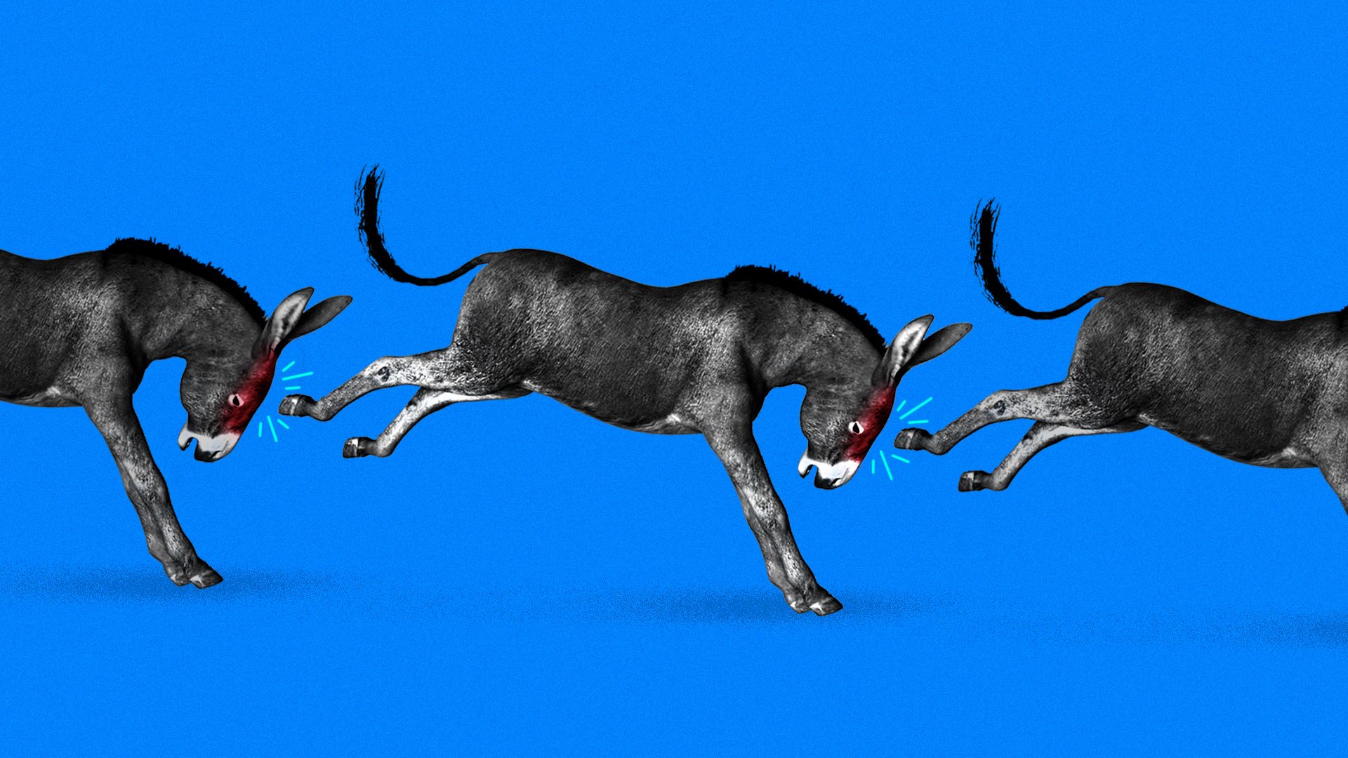 A donkey kicking back and hitting another donkey while getting kicked in the head by a donkey