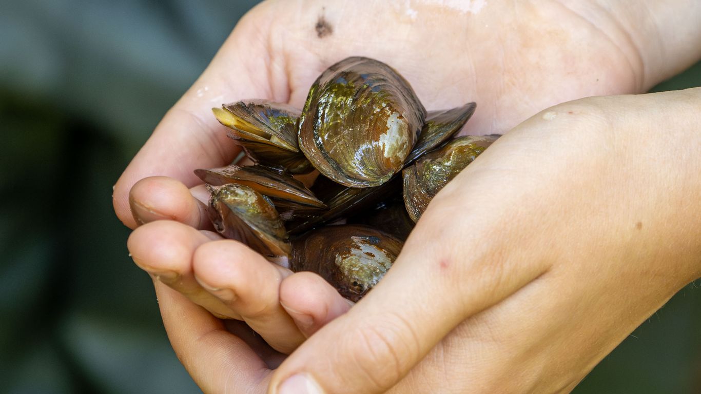 Endangered mussels return to Richmond-area waters
