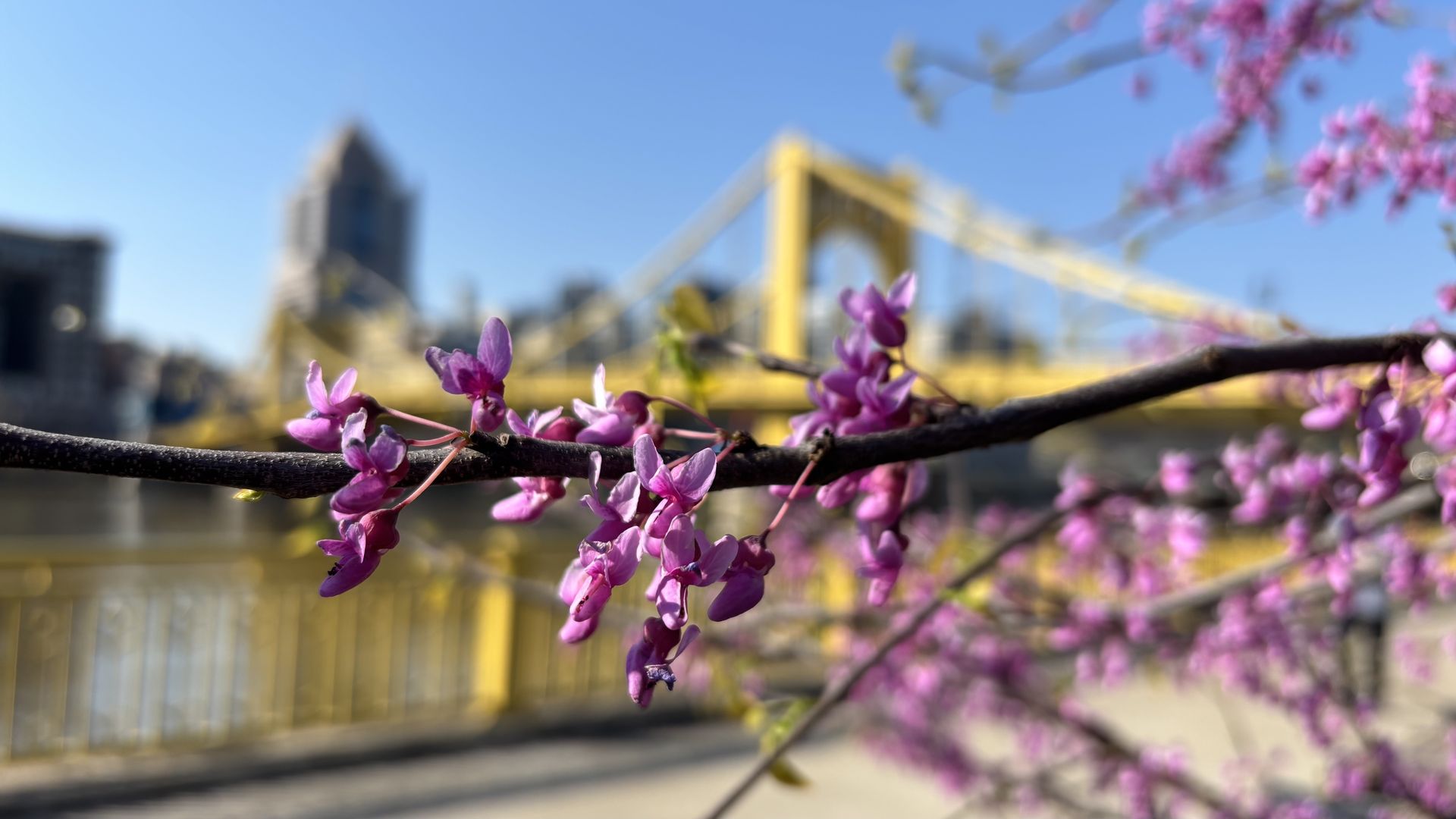 Close-up of pink blossoms on a dark branch in the foreground, with a blurred yellow suspension bridge and city skyline under a clear blue sky in the background.