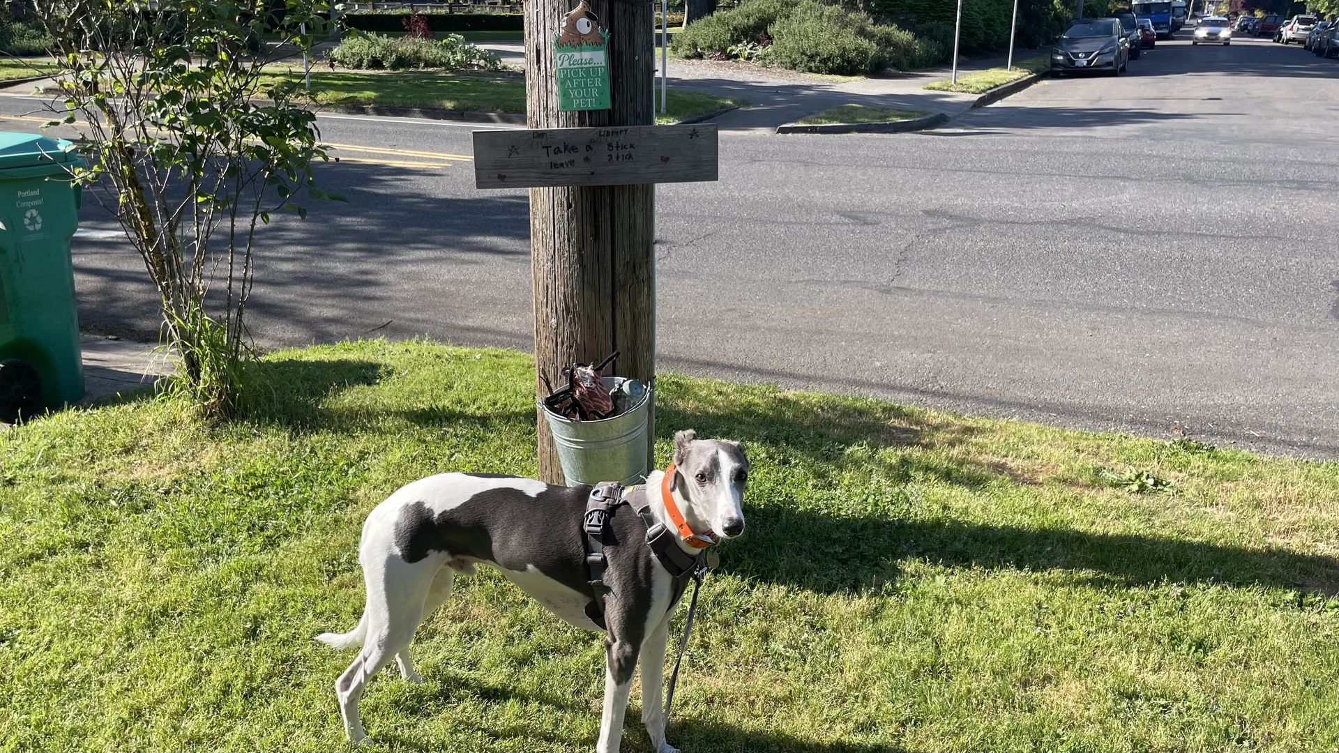 A black and white dog wearing a harness stands on a grassy patch near a street. Behind it, a utility pole holds a sign saying "Take a stick, leave a stick" and a bucket filled with sticks.
