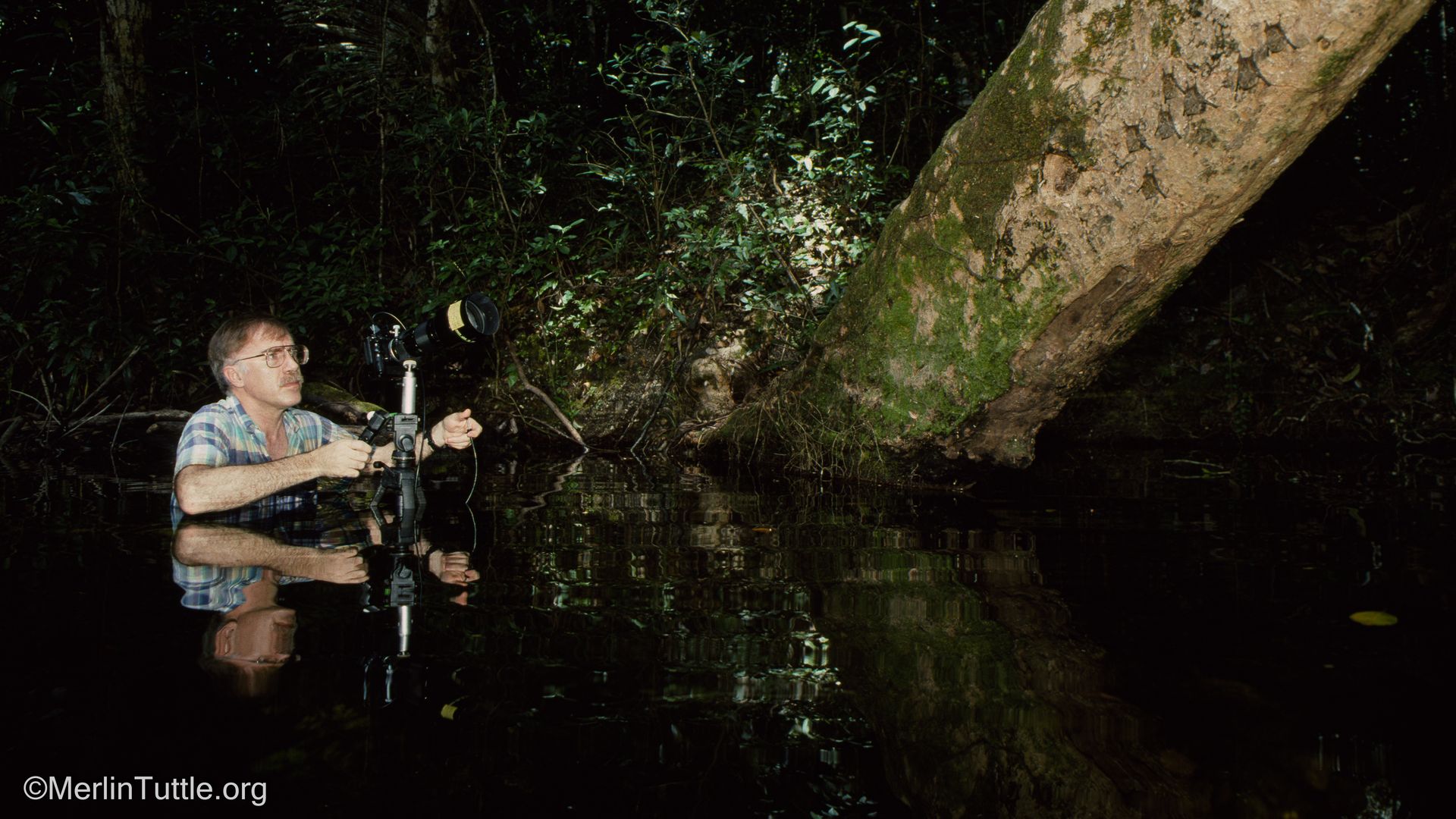 Man in a blue plaid shirt wades in dark swamp, adjusting a camera on a tripod. A large mossy tree trunk leans over the water as dense forest surrounds him.