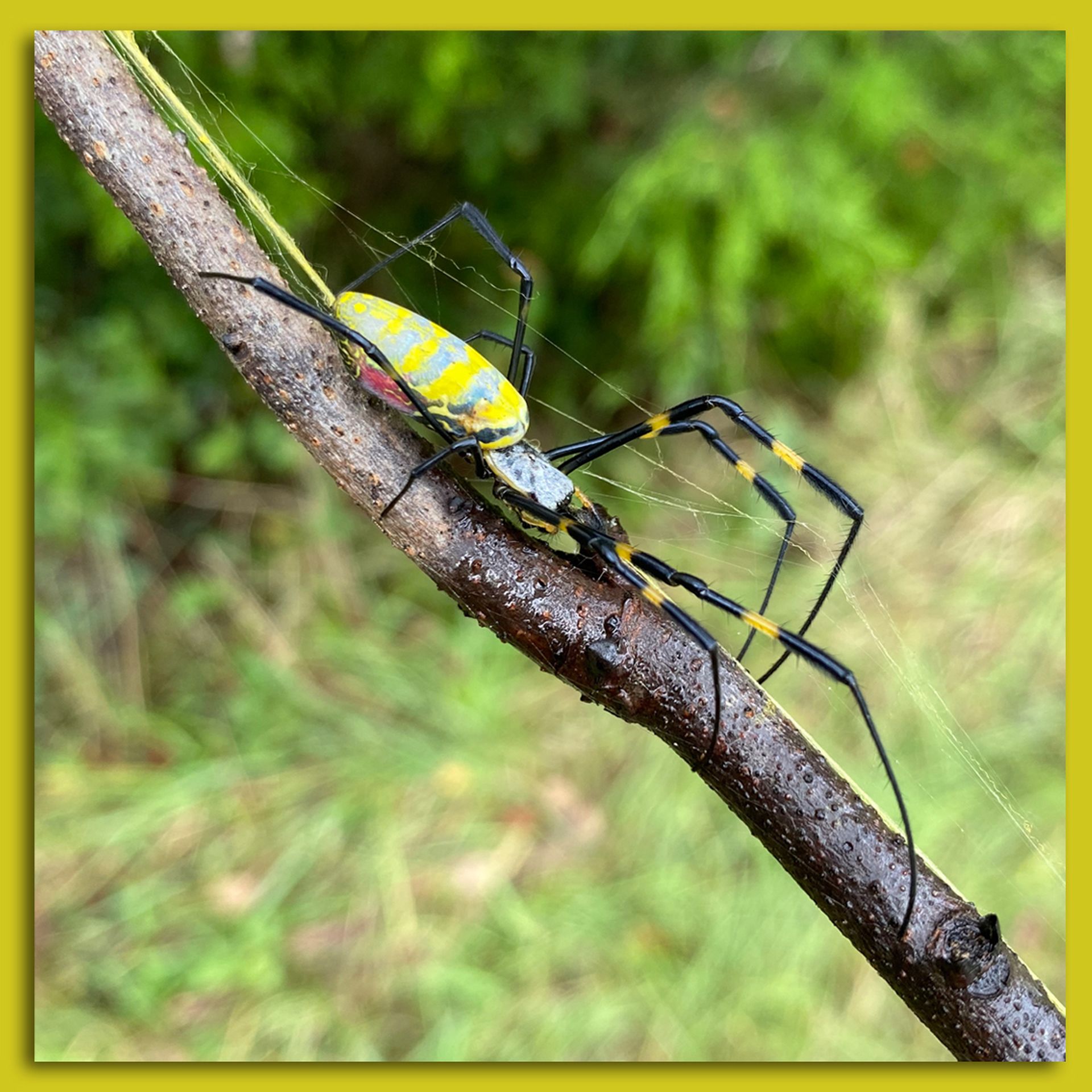 A creepy, large yellow and black spider with a bulbous, bright yellow body is crawling along a tree branch.