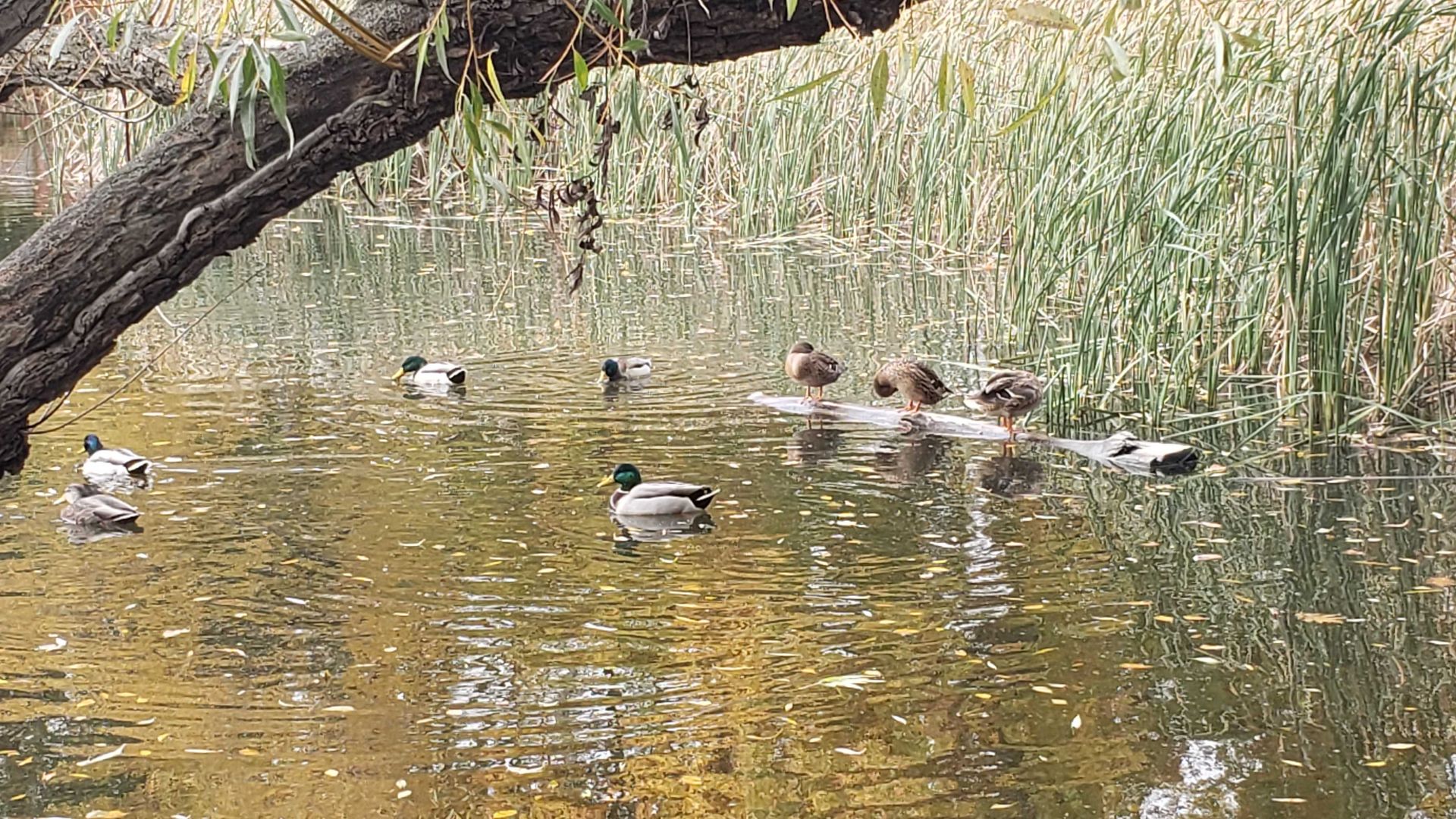 Photo of ducks in a pond. 