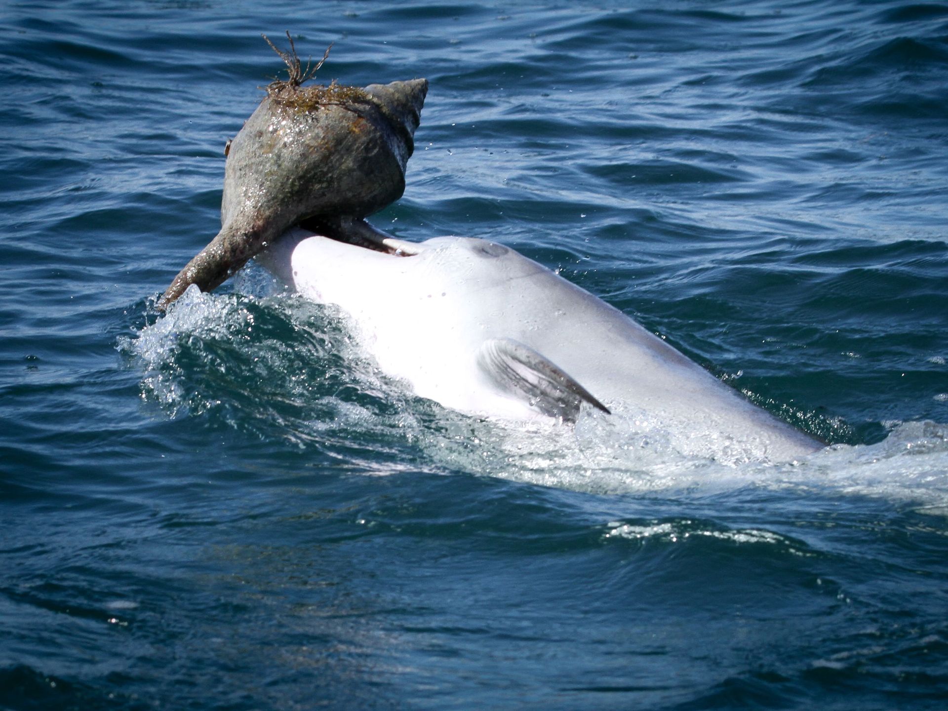 Dolphin Fishing - Know The Species