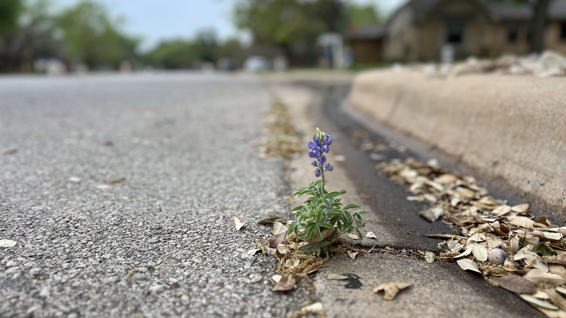 A bluebonnet growing in the road.