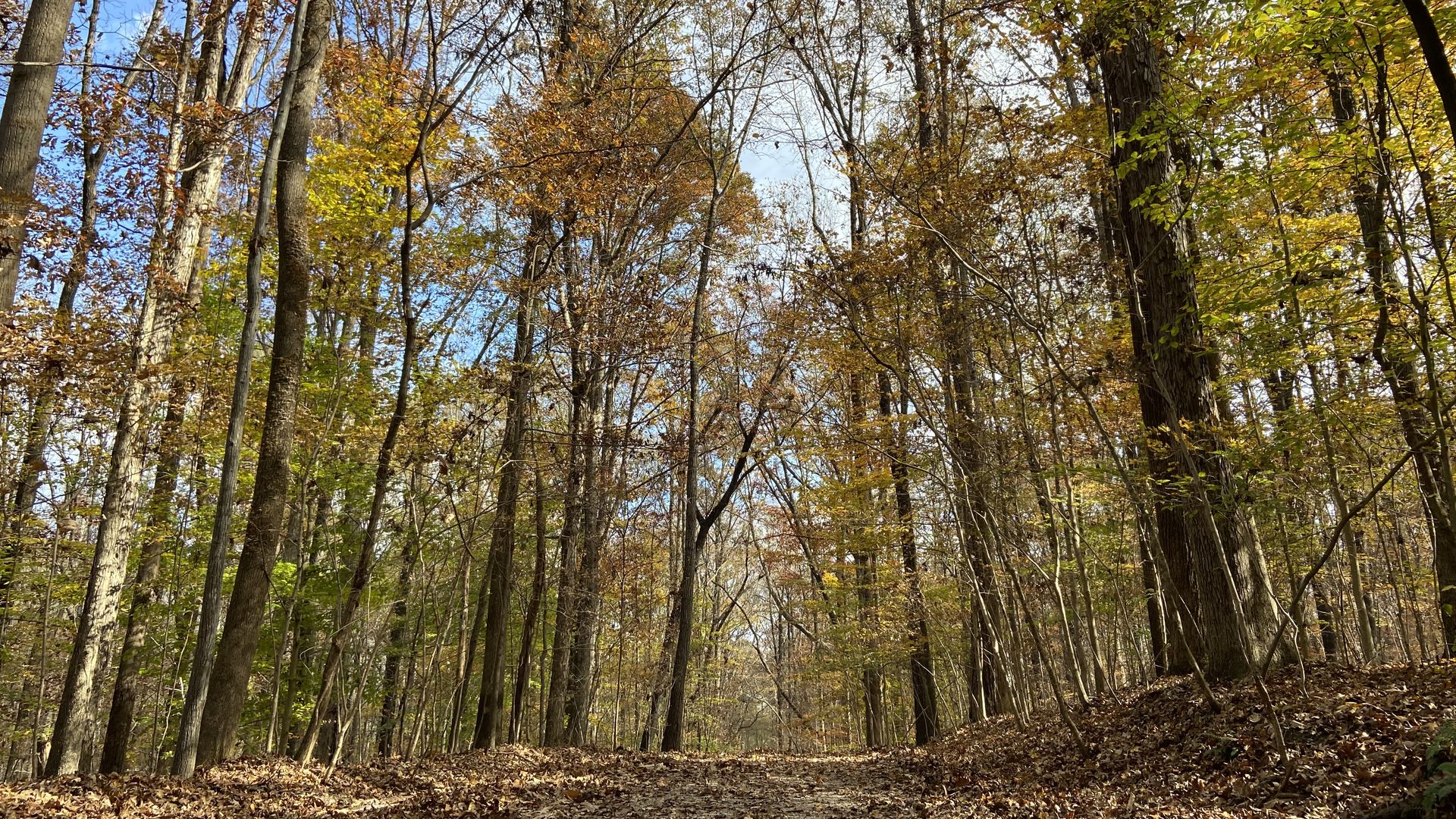 A wide trail shot close from the ground and looking up at a wooded forest during autumn