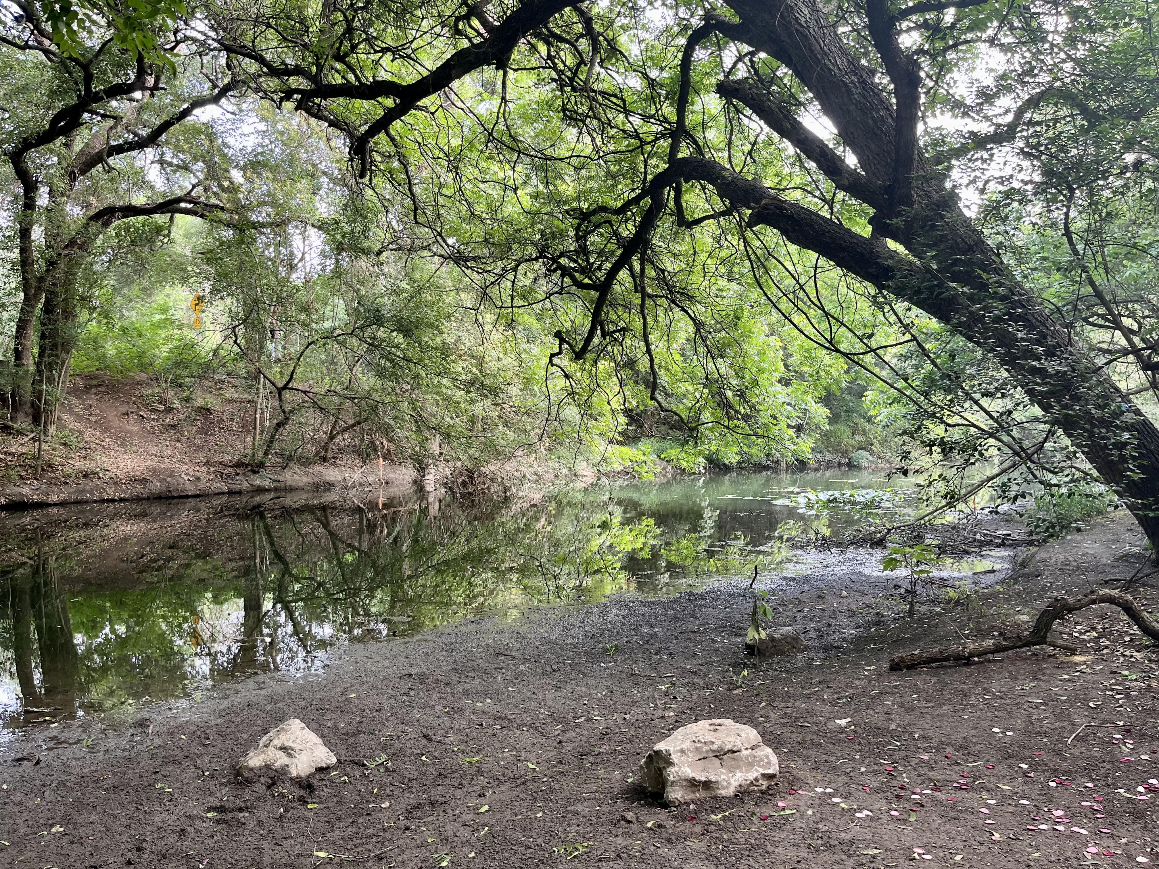 A San Antonio River bank is muddy and eroded with trees hanging over it.
