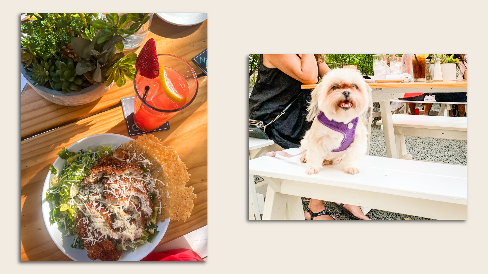 Side-by-side photo of a chicken salad and a dog sitting on a patio bench. 