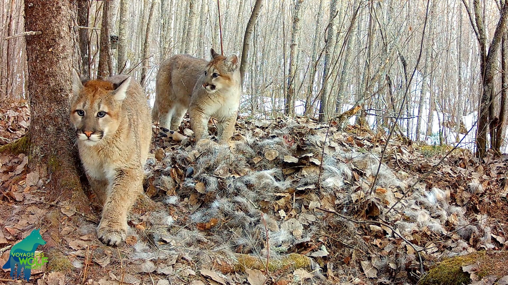 Two wild cougar kittens in a bare forest, one leaning against a tree in the foreground and the other behind, amid dry leaves with patches of snow.