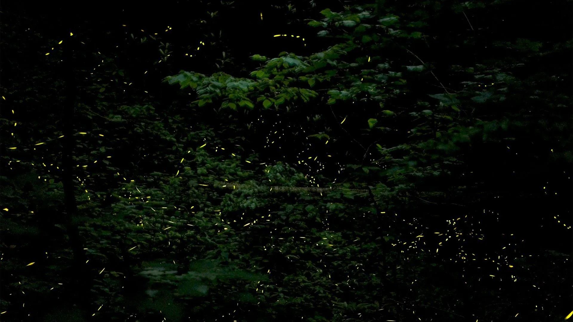 A stacked image of Photinus carolinus in the Smoky Mountains. 