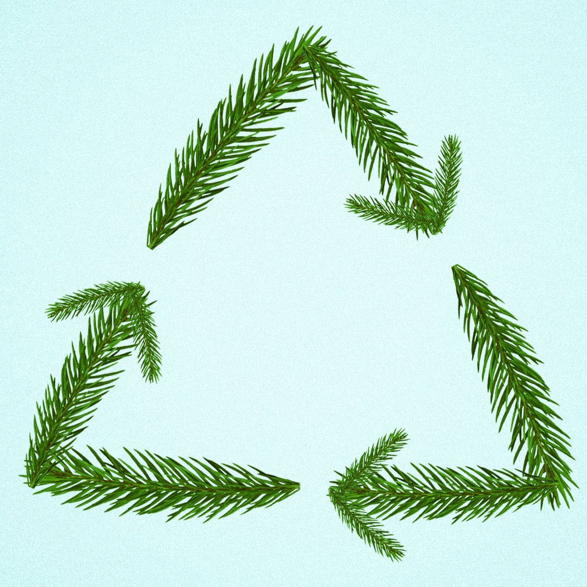 Ohio Christmas Tree Collection 2022 How To Recycle Your Christmas Tree In Central Ohio - Axios Columbus