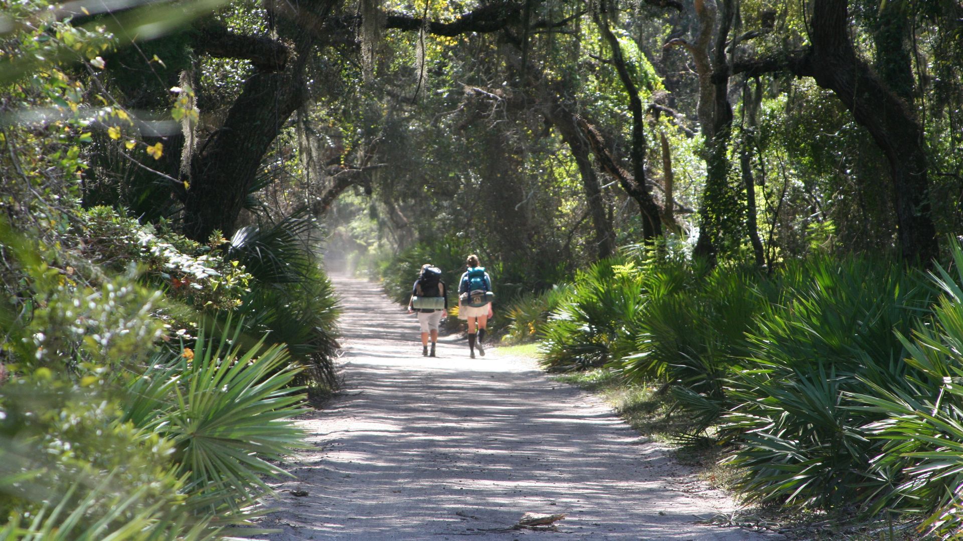Two women wearing backpacks walk on a dirt road under live oaks covered with Spanish moss