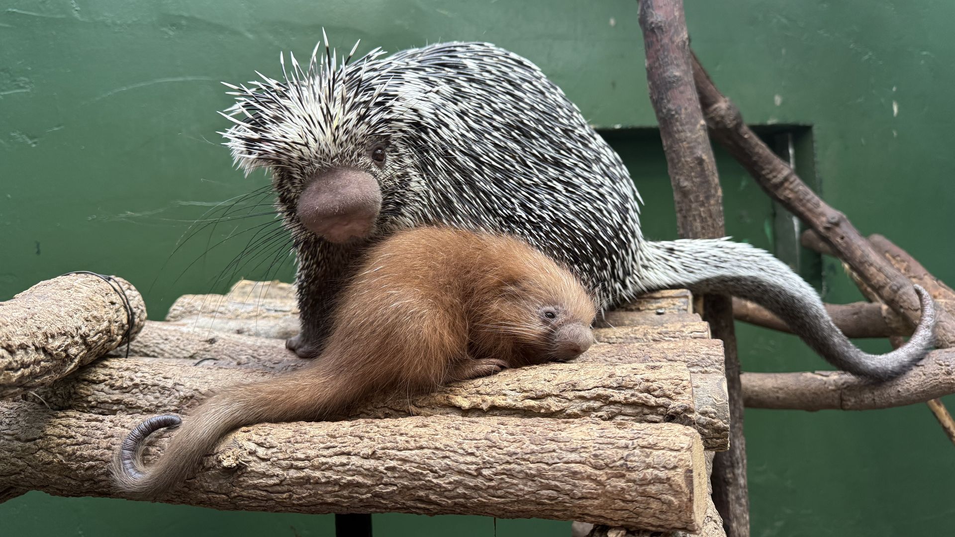 An adult porcupine with white-and-black quills sits on a rough log, beside a small brown baby porcupine, against a green wall and wooden branches.