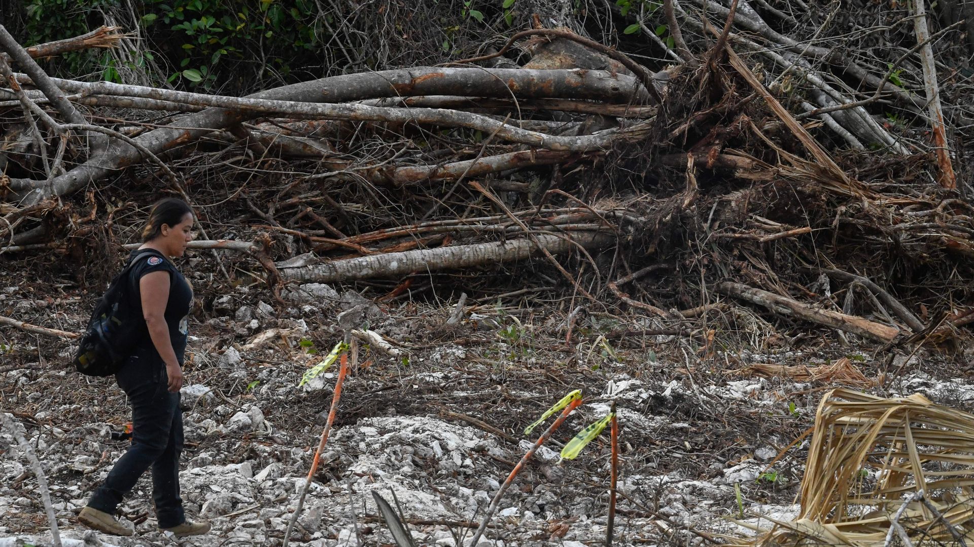 A woman in black walks through giant razed trees in the Yucatan Peninsula where the Mexican government is building a massive train to attract tourists