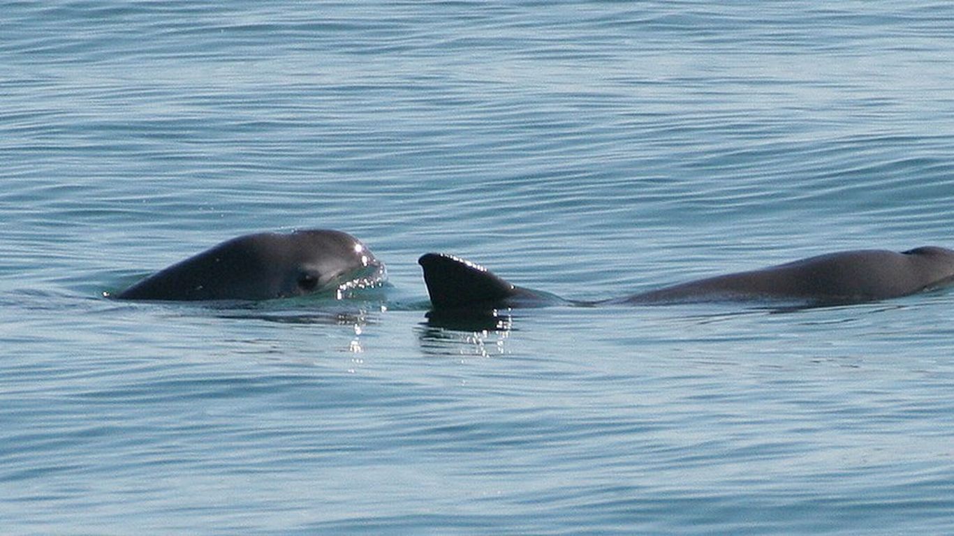 Effort to capture world's most endangered dolphin begins