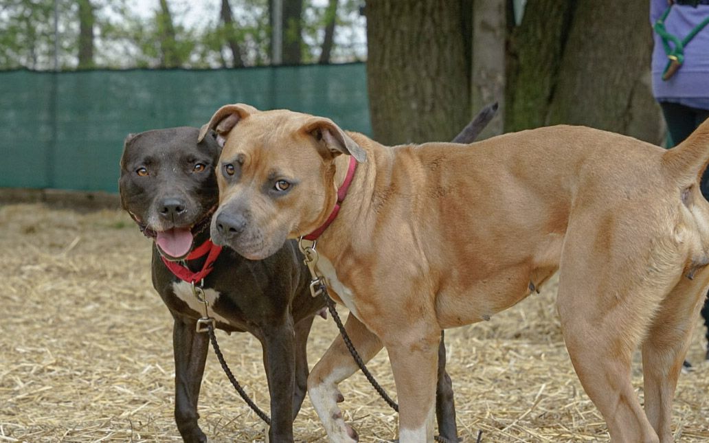 Two dogs with their heads together.