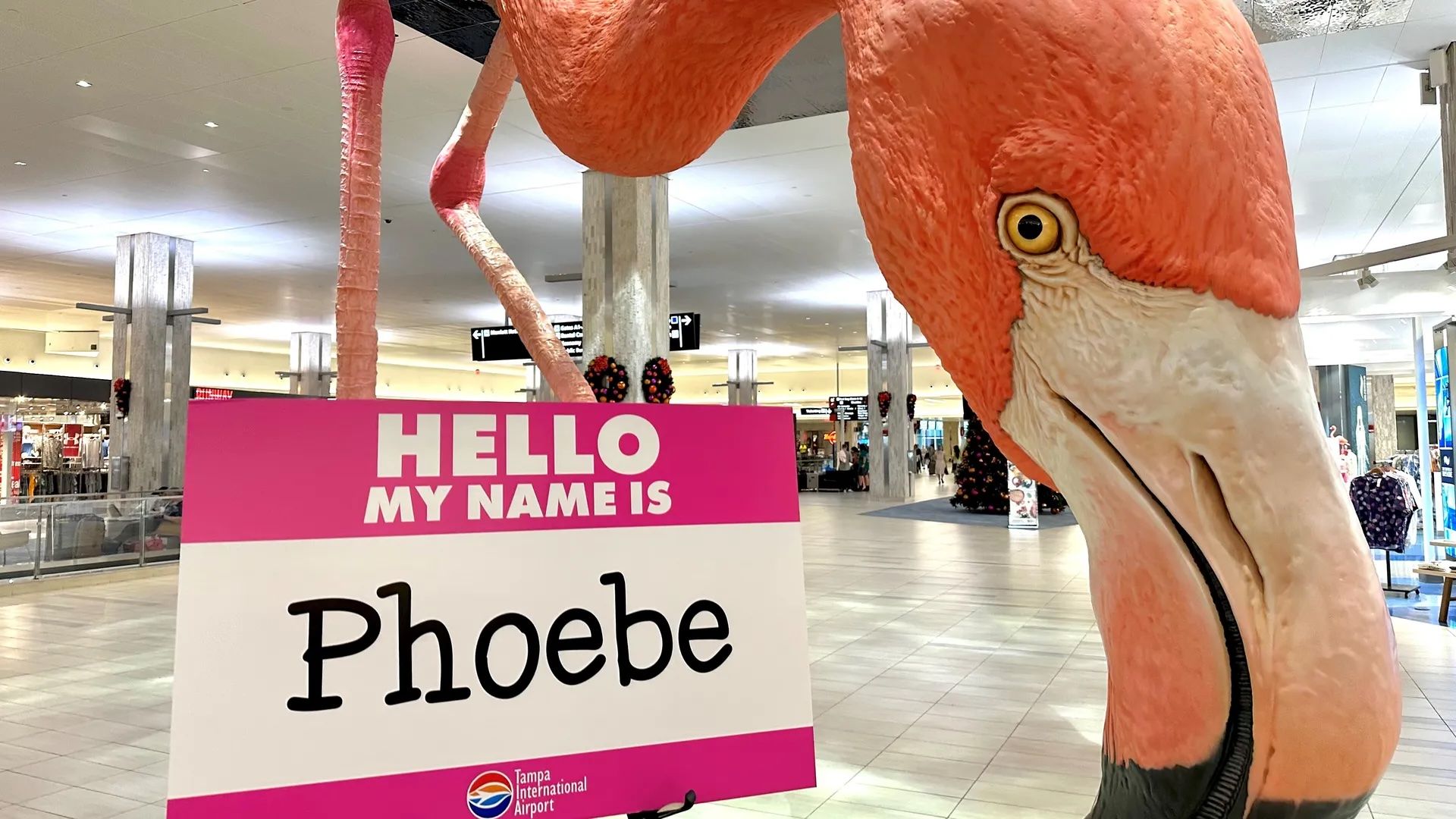 Inside a bright airport concourse, a giant pink flamingo sculpture looms on the right. In front is a pink-and-white sign reading "Hello My Name Is Phoebe" with the Tampa International Airport logo.