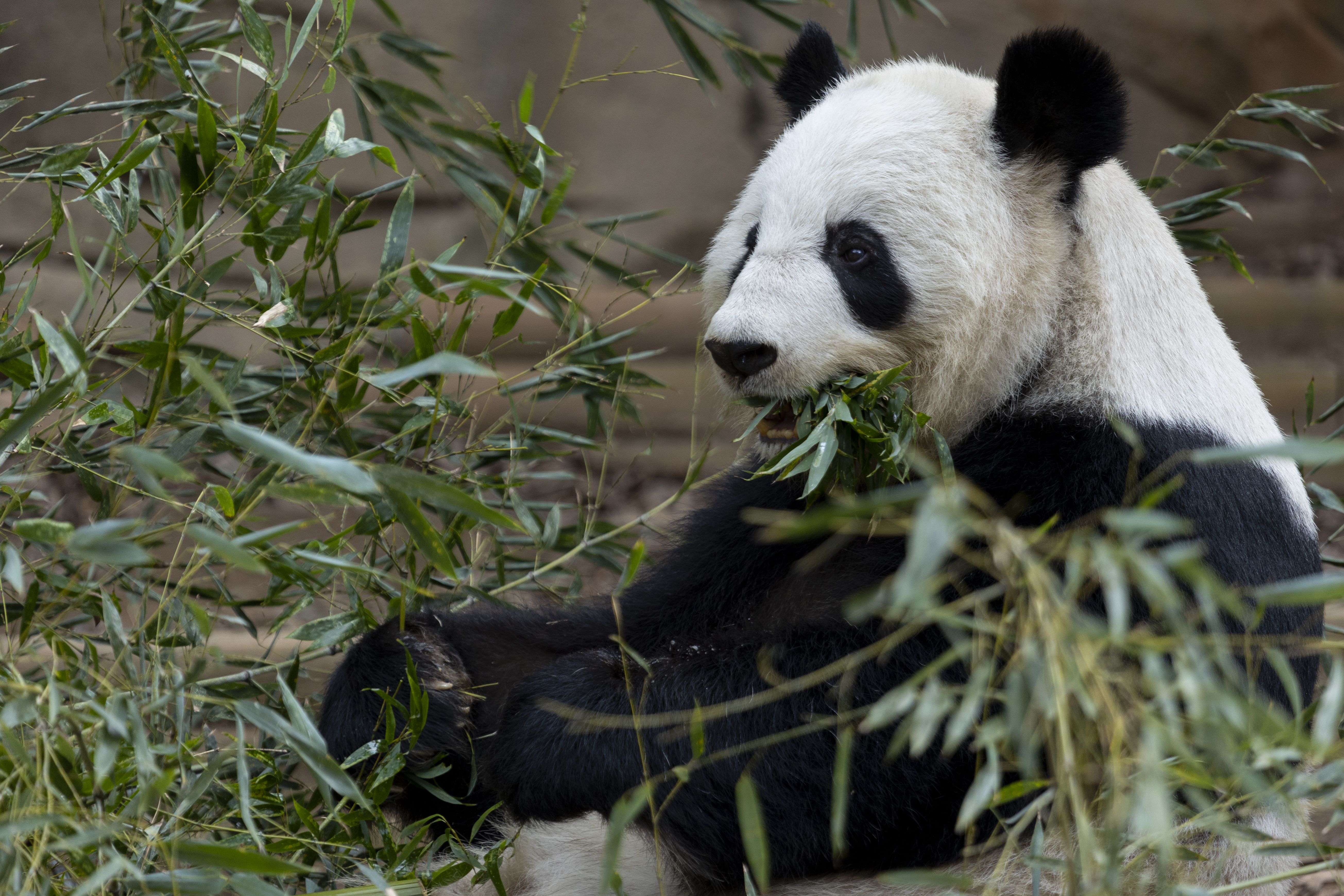 A panda bear eats bamboo in a zoo habitat 