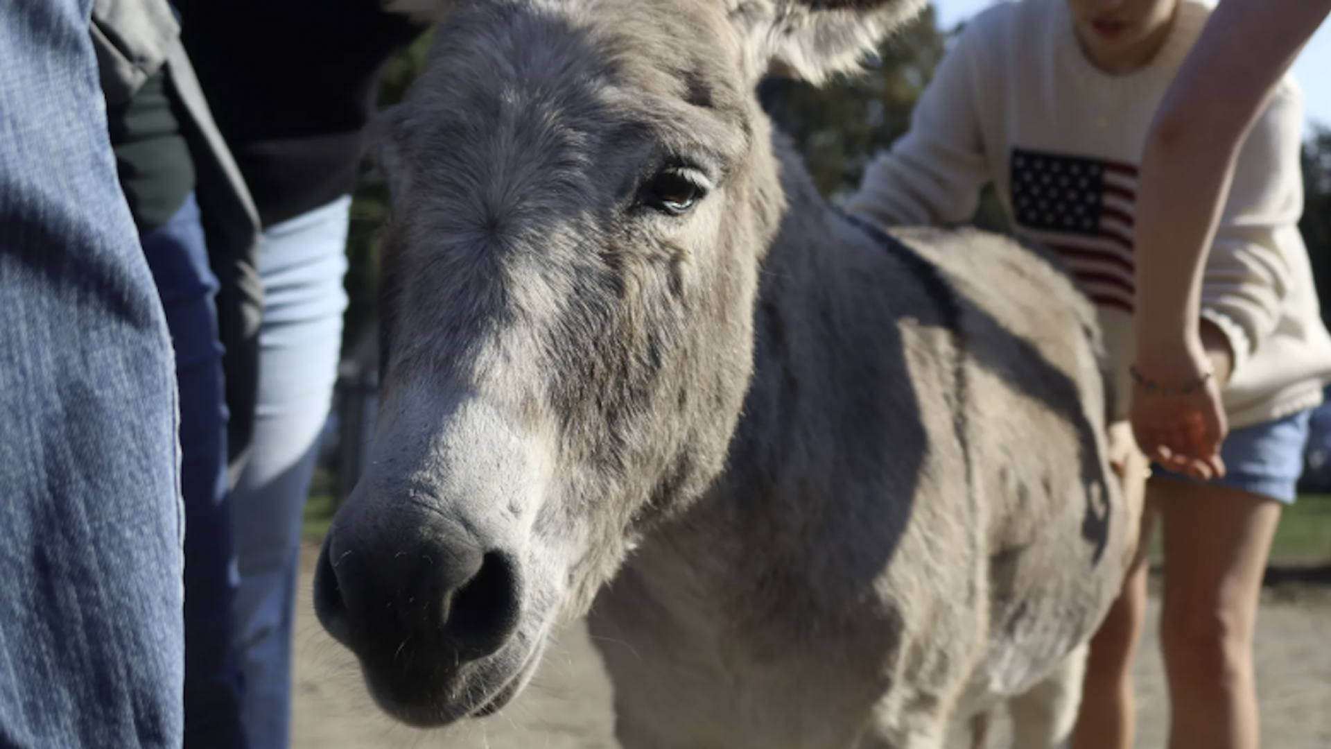 Close-up of a gray donkey with a white muzzle, outdoors with people nearby; a person wearing a sweater with an American flag is visible in the background.