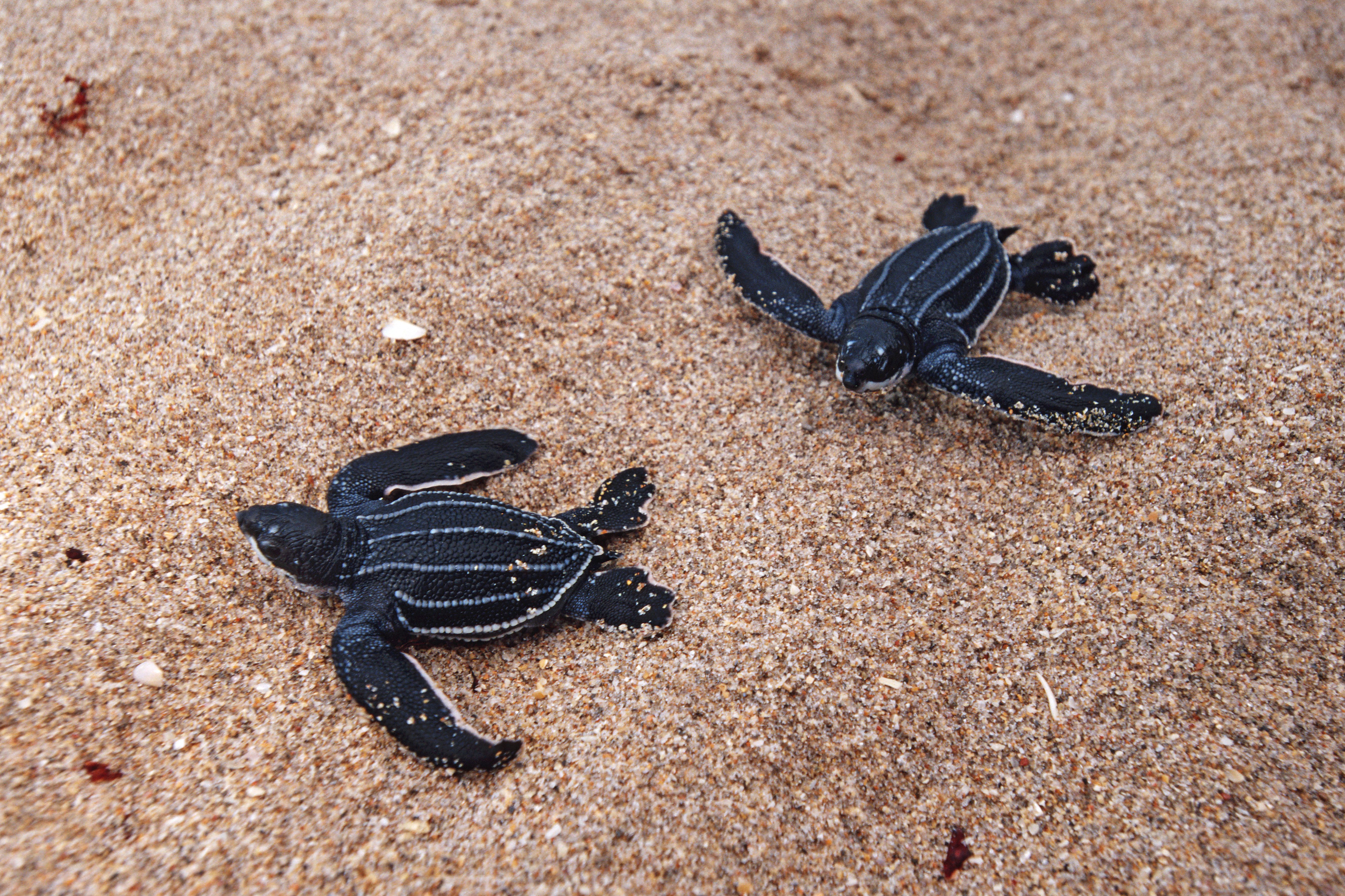 The Leatherback Turtle, Dermochelys coriacea, is an open ocean resident. Hatchlings may be only two inches long, but adults can grow to 8' and weigh over 2000 pounds, Florida. (Photo by: Mark Conlin/VW PICS/UIG via Getty Image)
