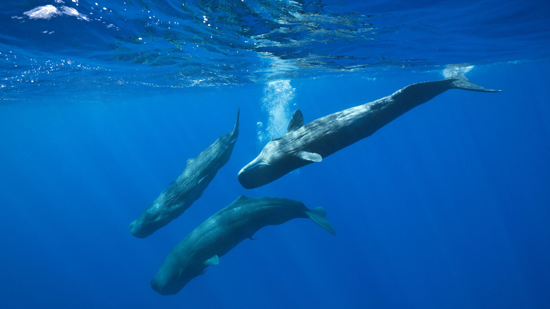  Social bahavior of Sperm Whale, Physeter macrocephalus, Caribbean Sea, Dominica (Photo by Reinhard Dirscherl/ullstein bild via Getty Images)