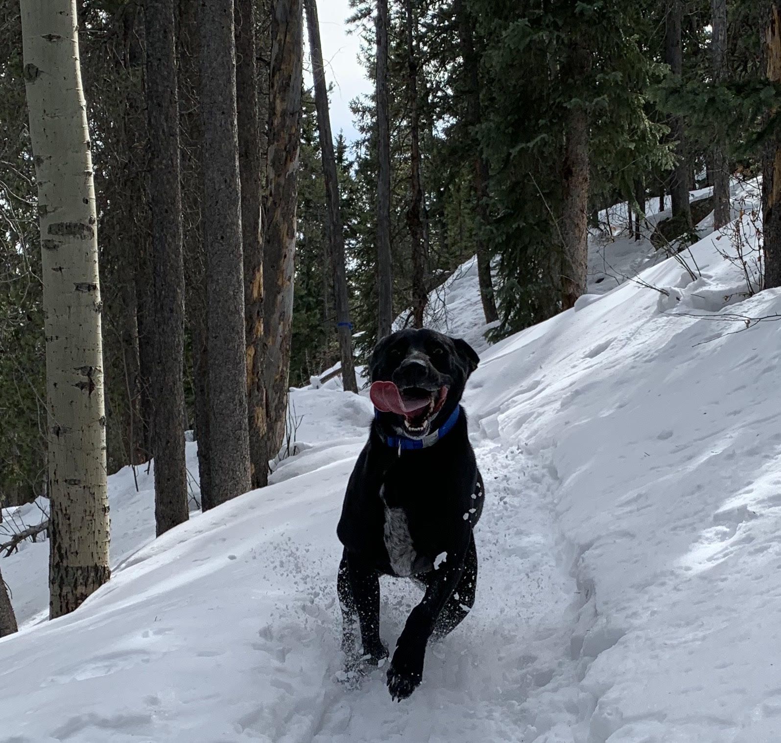 A photo of a black dog running eagerly toward the camera in snow 