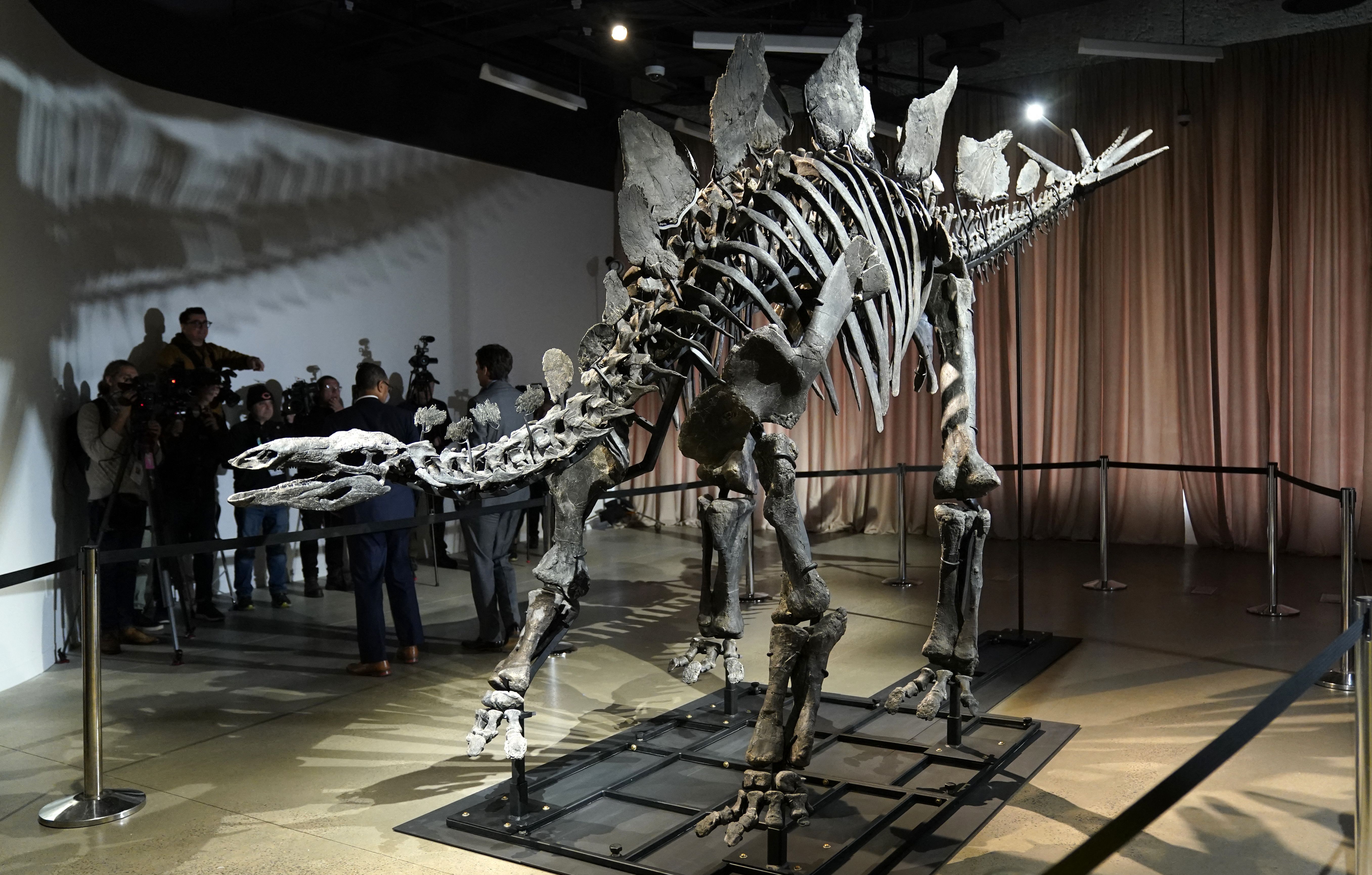 TOPSHOT - The stegosaurus fossil nicknamed Apex is unveiled to the media at the American Museum of Natural History in New York, December 5, 2024. Billionaire Kenneth C. Griffin, who bought the stegosaurus fossil for $44.6 million, is loaning it to the museum for four years. (Photo by TIMOTHY A. CLAR