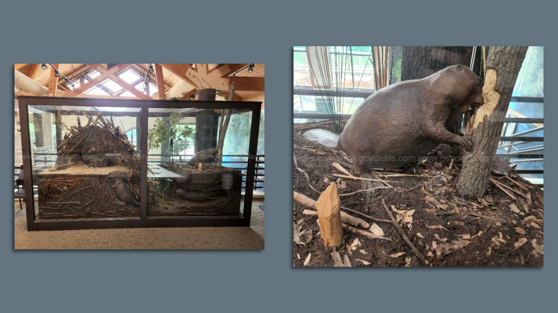A beaver in a glass cage. A dead one.