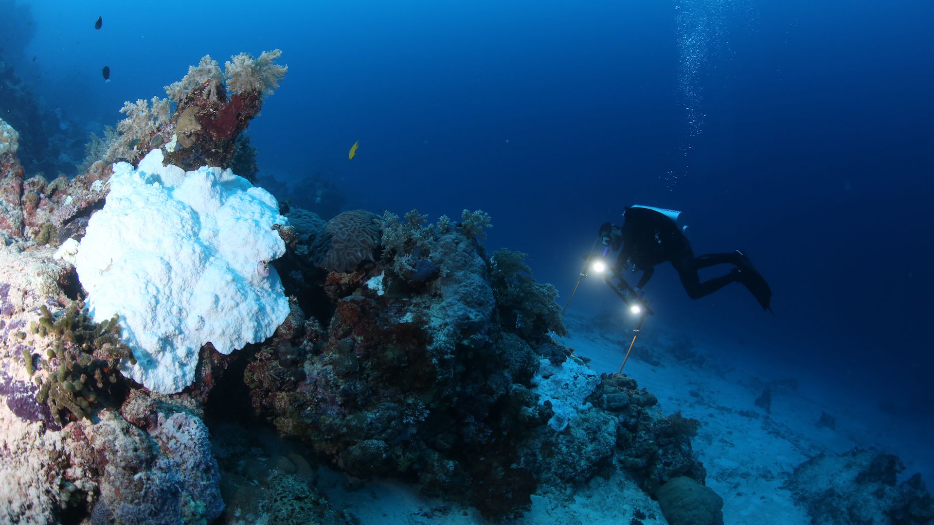 Scientist studying coral bleaching.