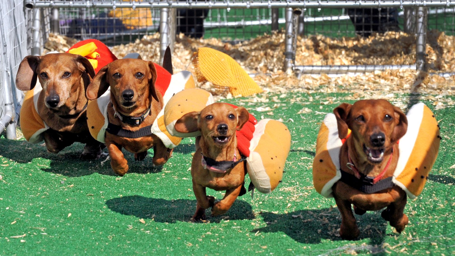 Four dachshund dressed as hot dogs race across the grass