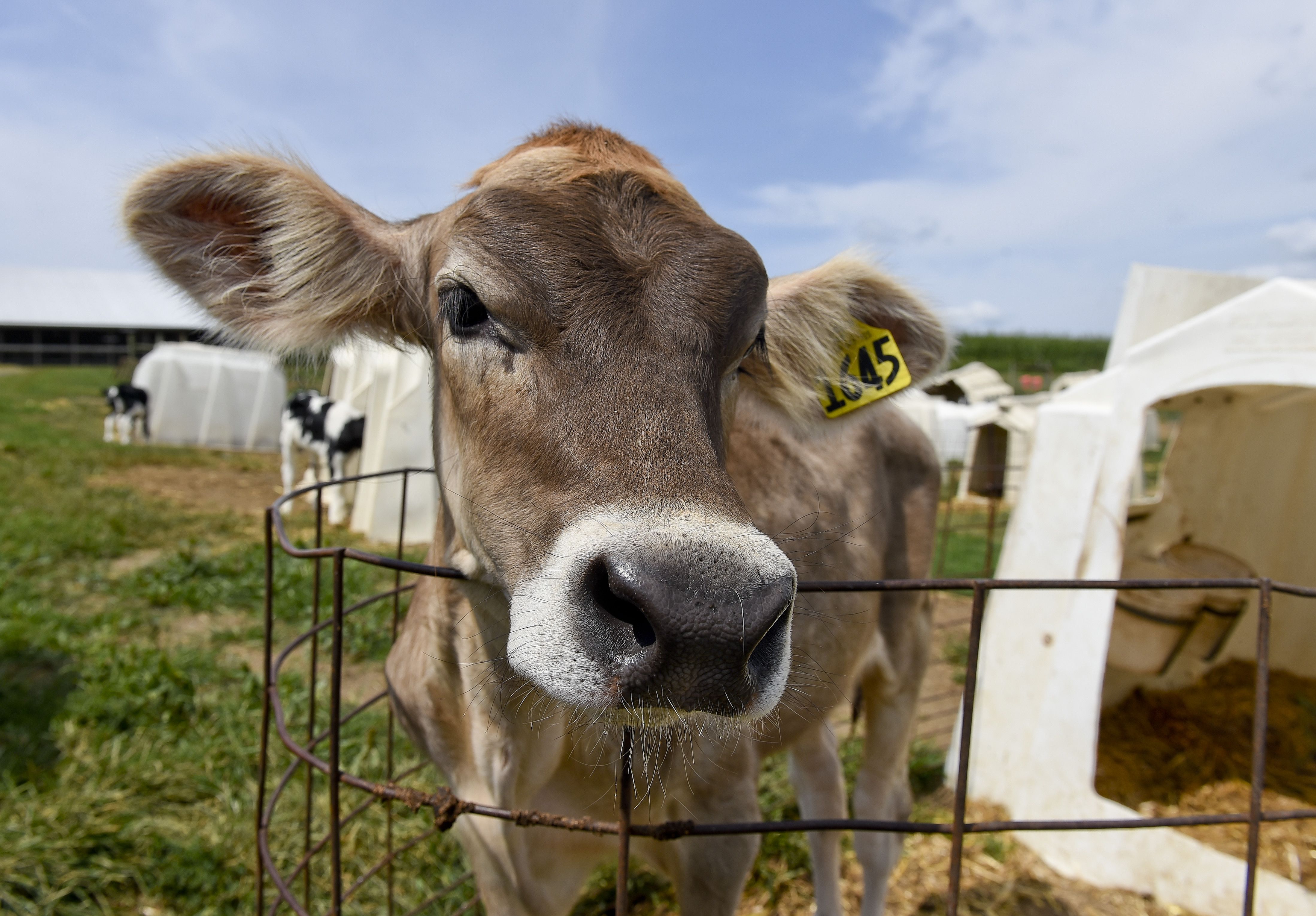 Photo of a cow fenced in on a farm. 