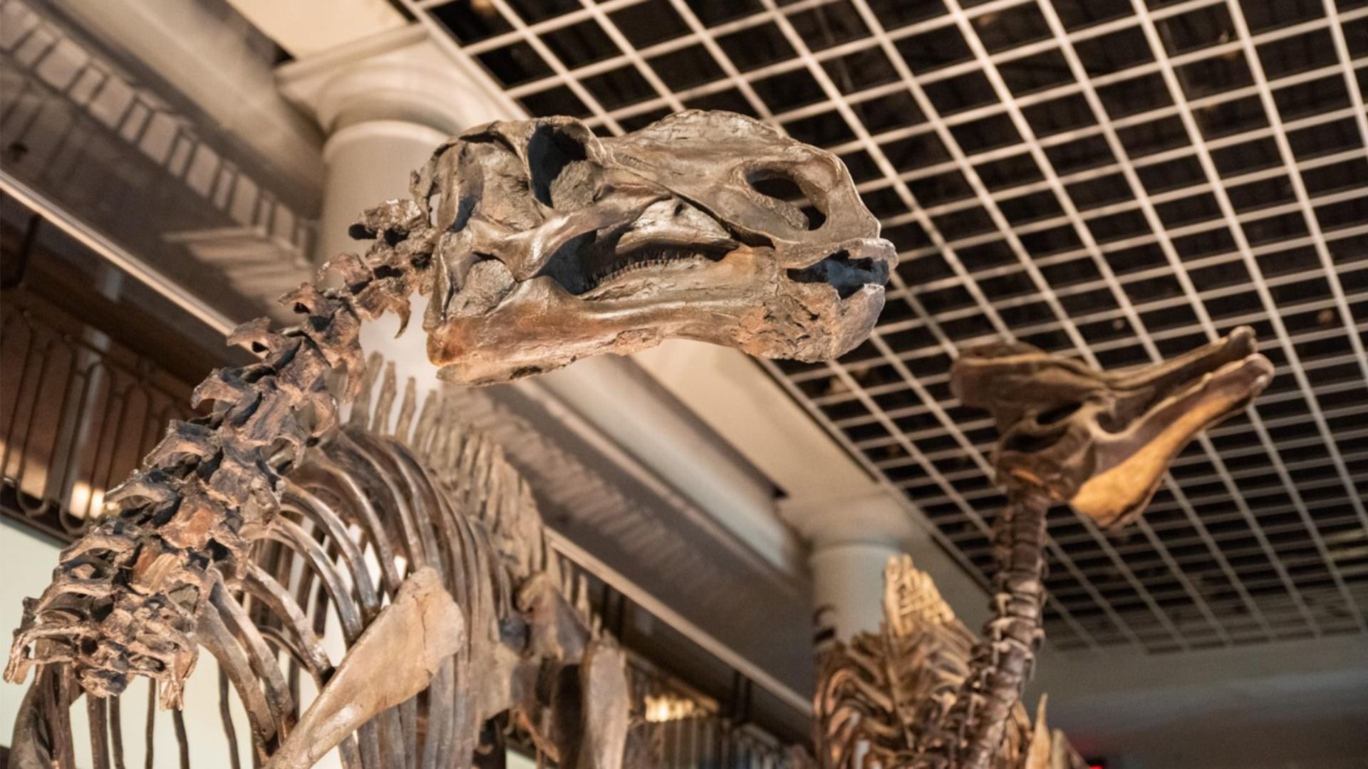 An exhibit in a museum: a large dinosaur skeleton with a long curved neck and skull, bones dark brown, on display against a grid-like ceiling and supporting pipes in the background.
