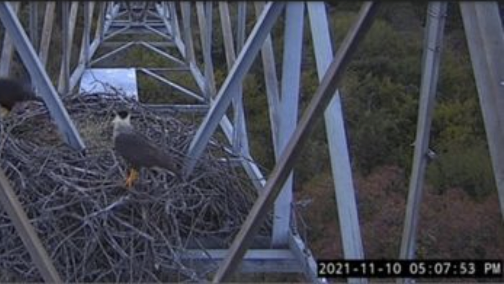 Two falcons sitting in an eagle's nest