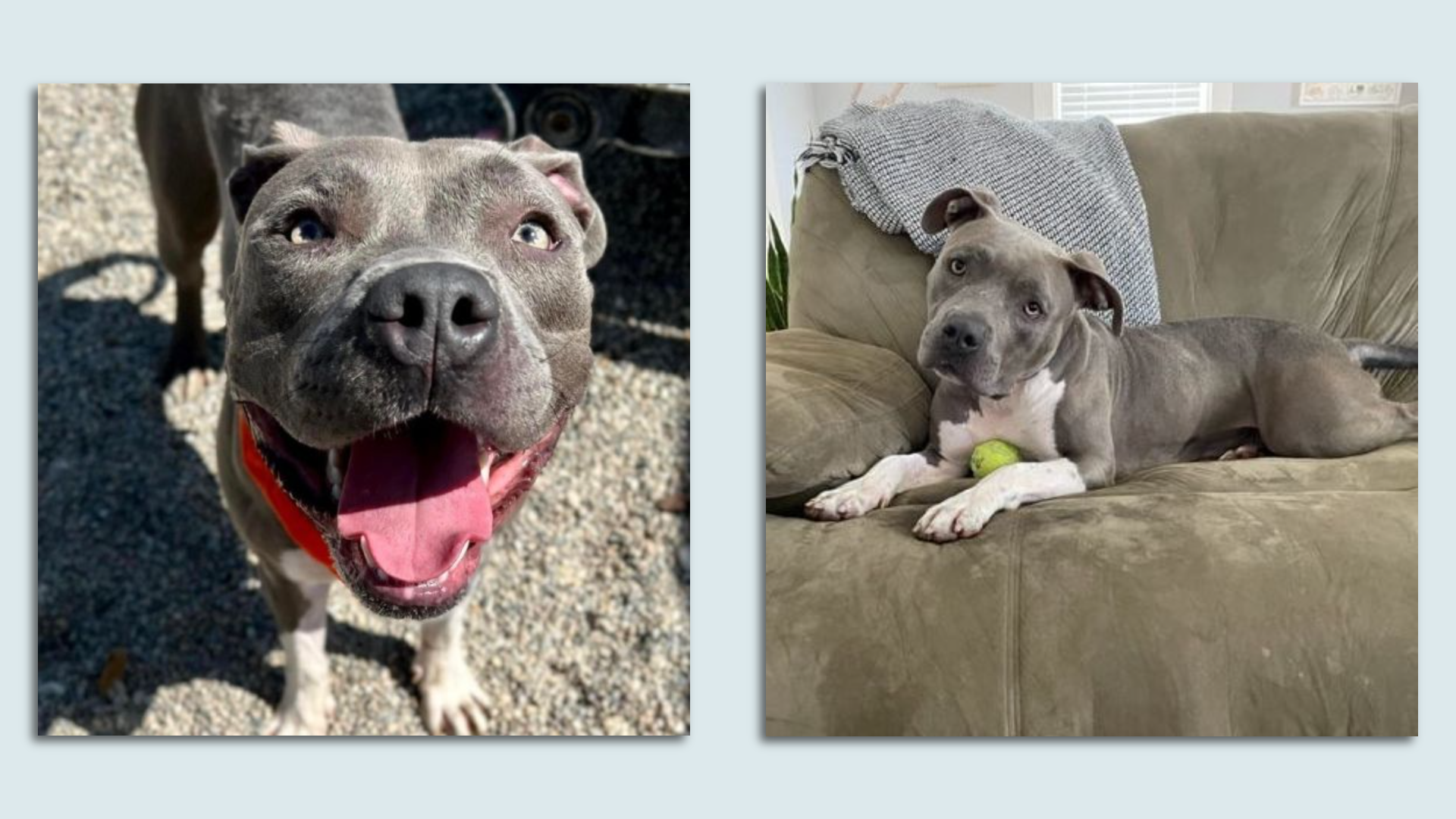 Two photos of a grey dog, smiling and laying on a couch. 