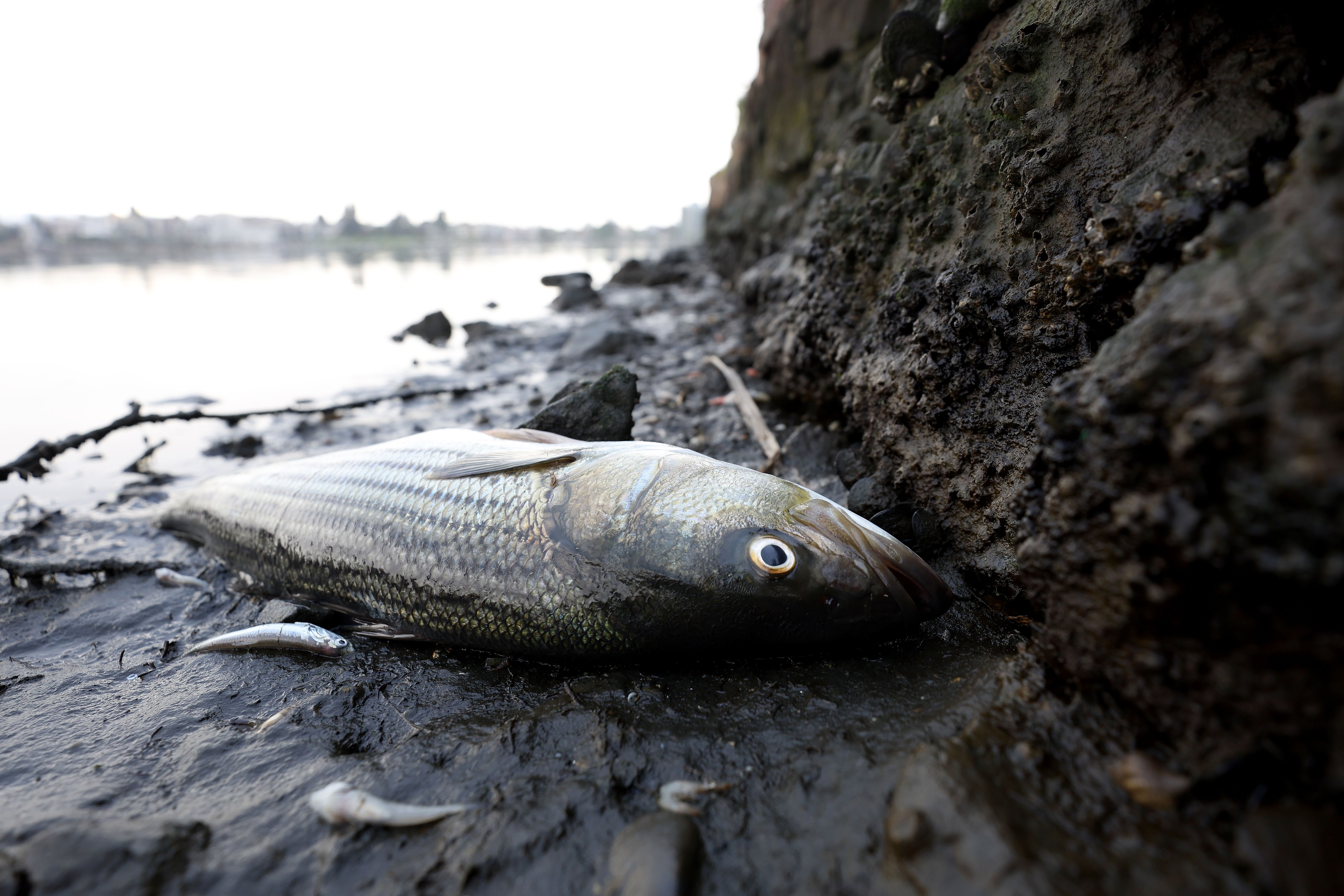 San Francisco Bay sees dead fish collect as rare algae