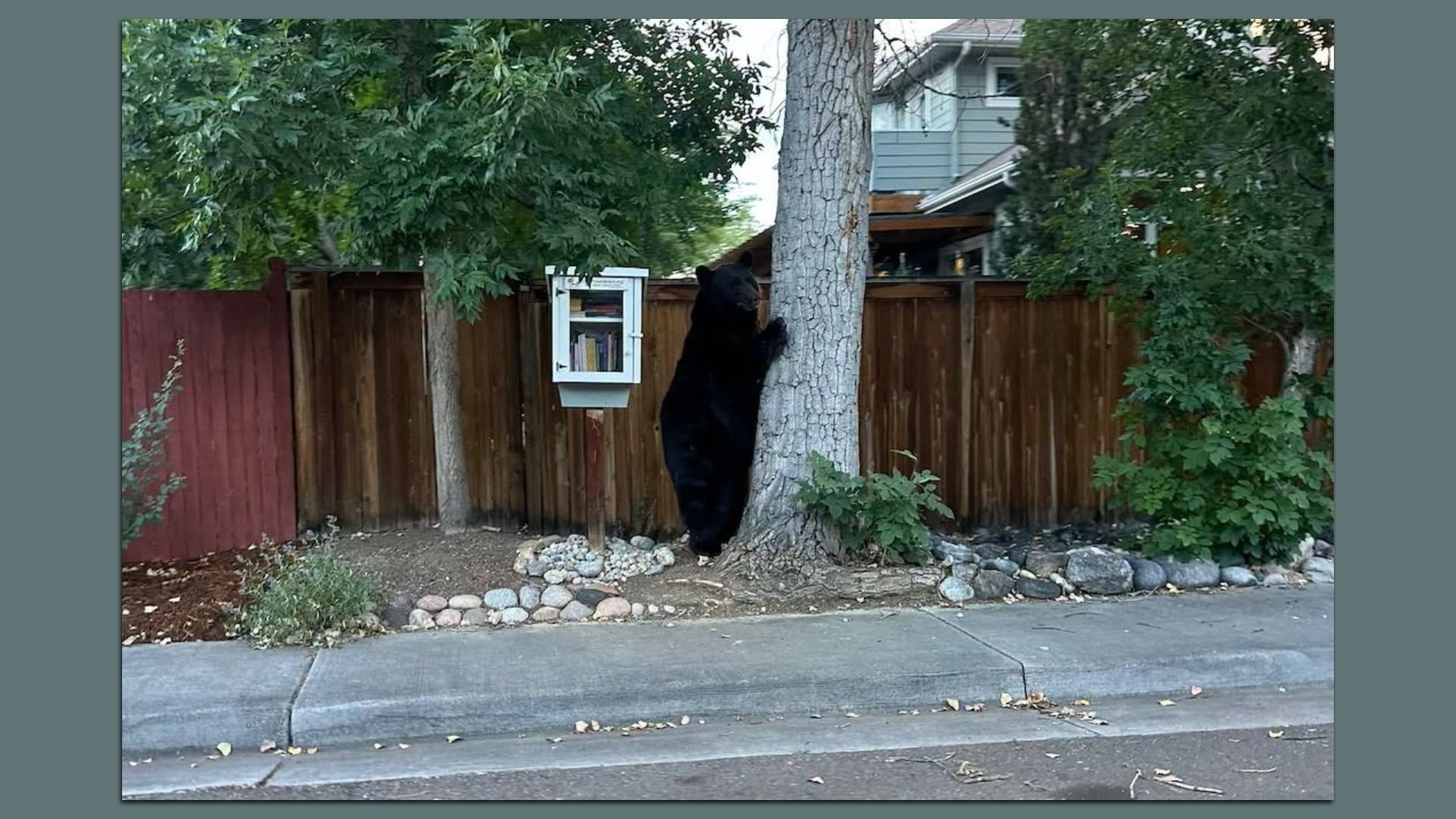 Black bear stands on hind legs, gripping a tree next to a white mailbox in a suburban yard with a wooden fence, green trees, and a concrete sidewalk.